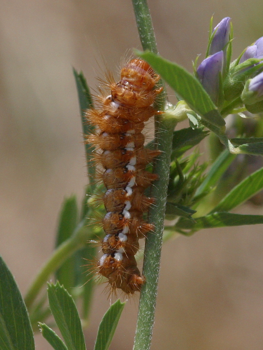acronicta_rumicis_ch2bd
