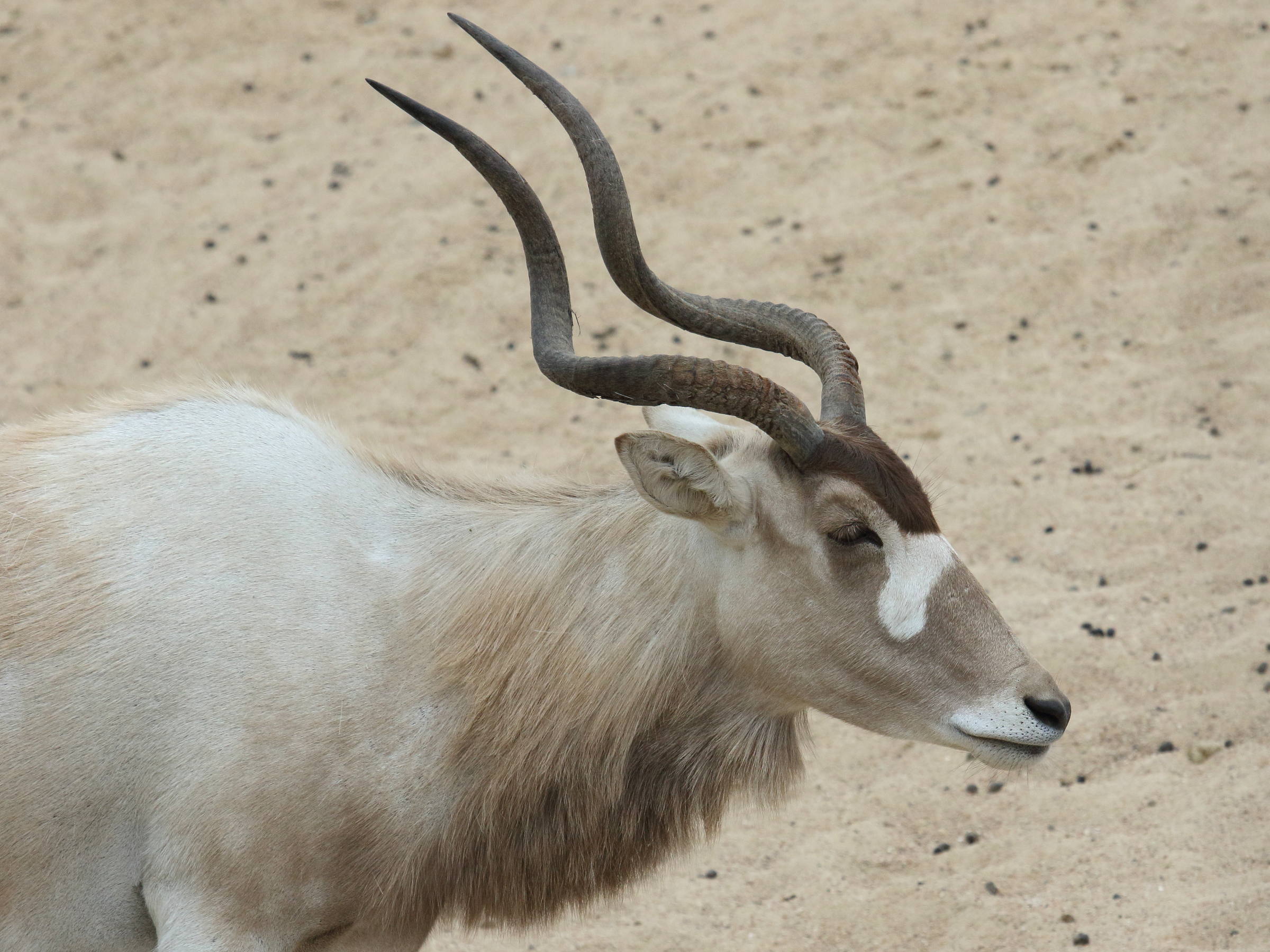 addax_nasomaculatus4bd