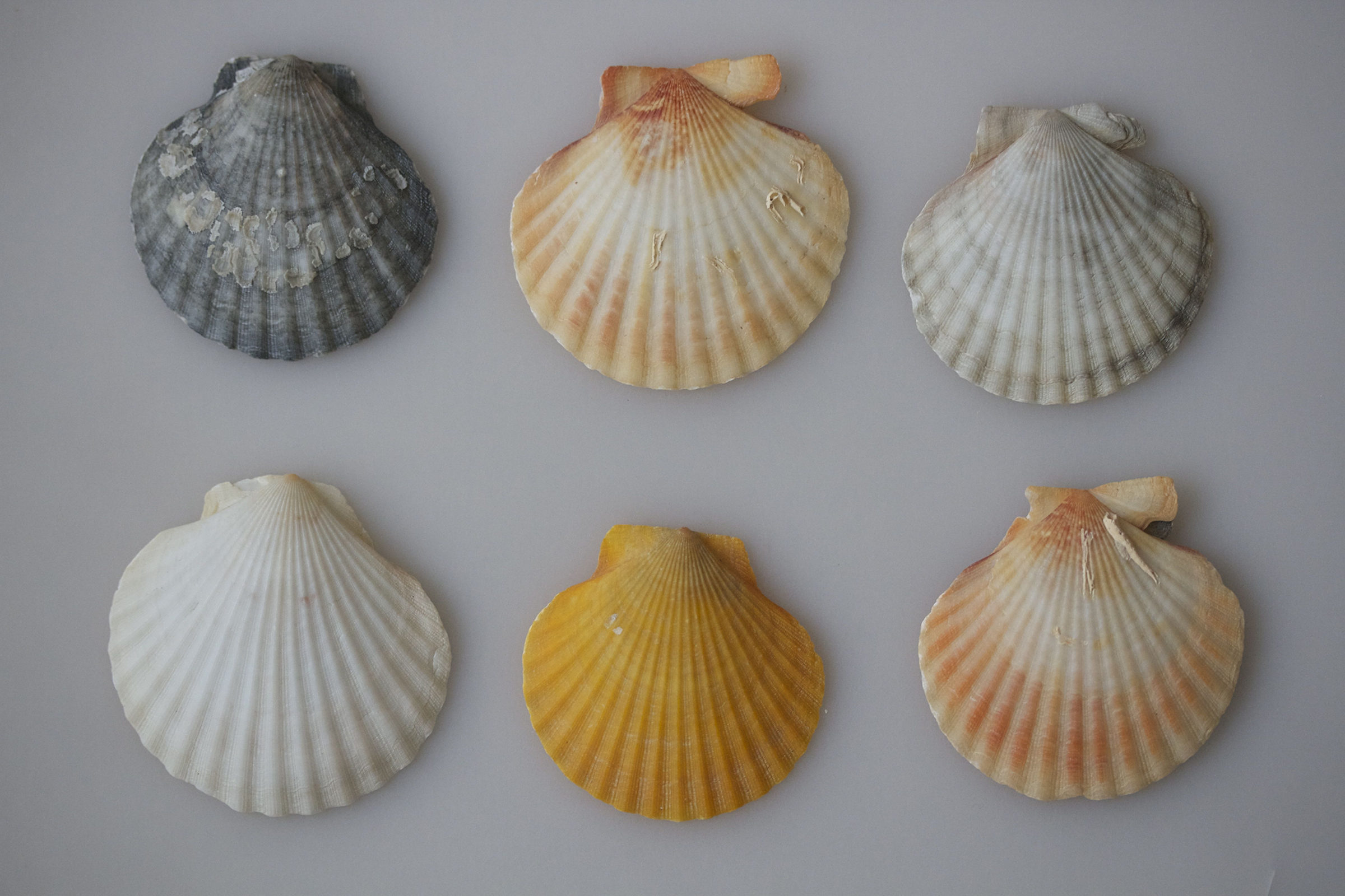 aequipecten_opercularis1md