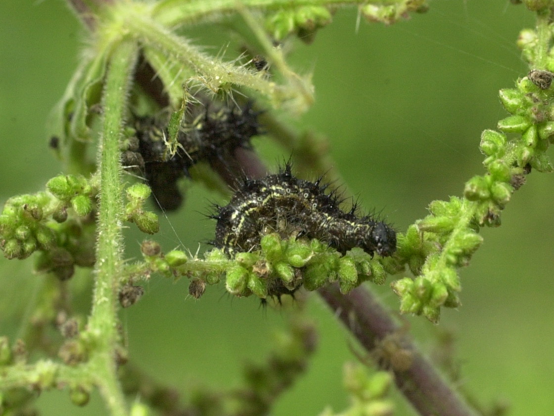 aglais_urticae_ch1md