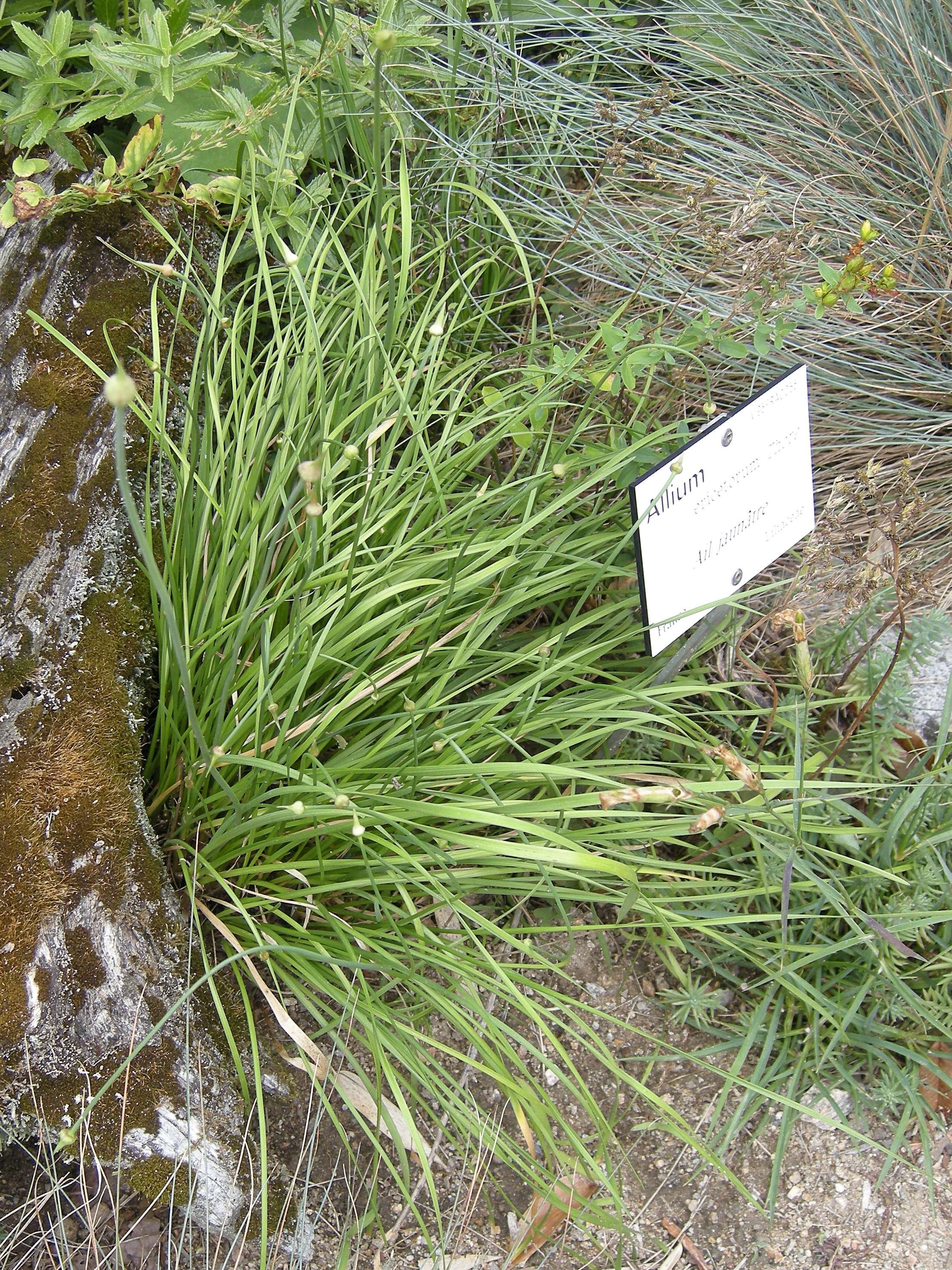 allium_ericetorum1bd