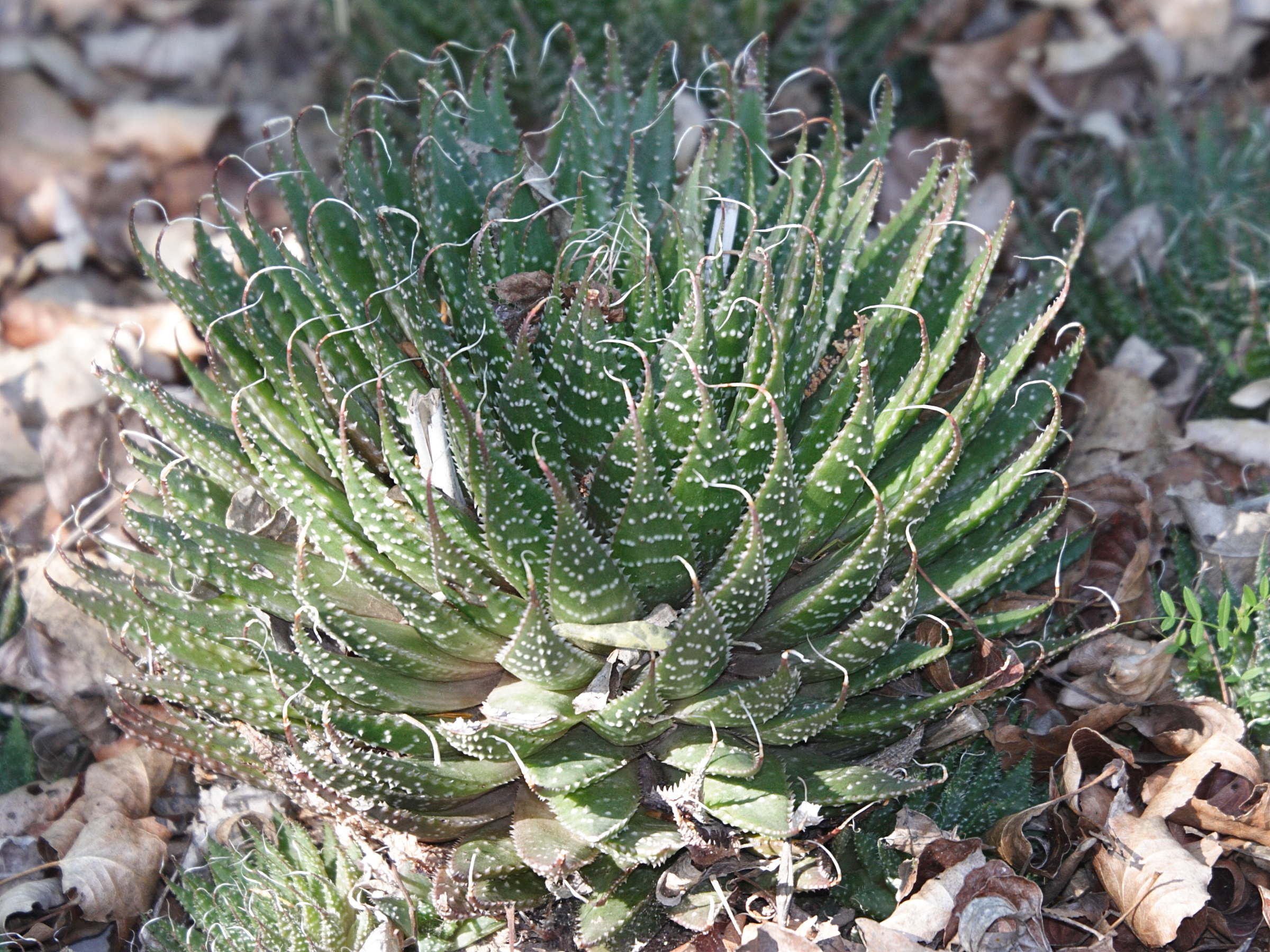 aloe_aristata1md