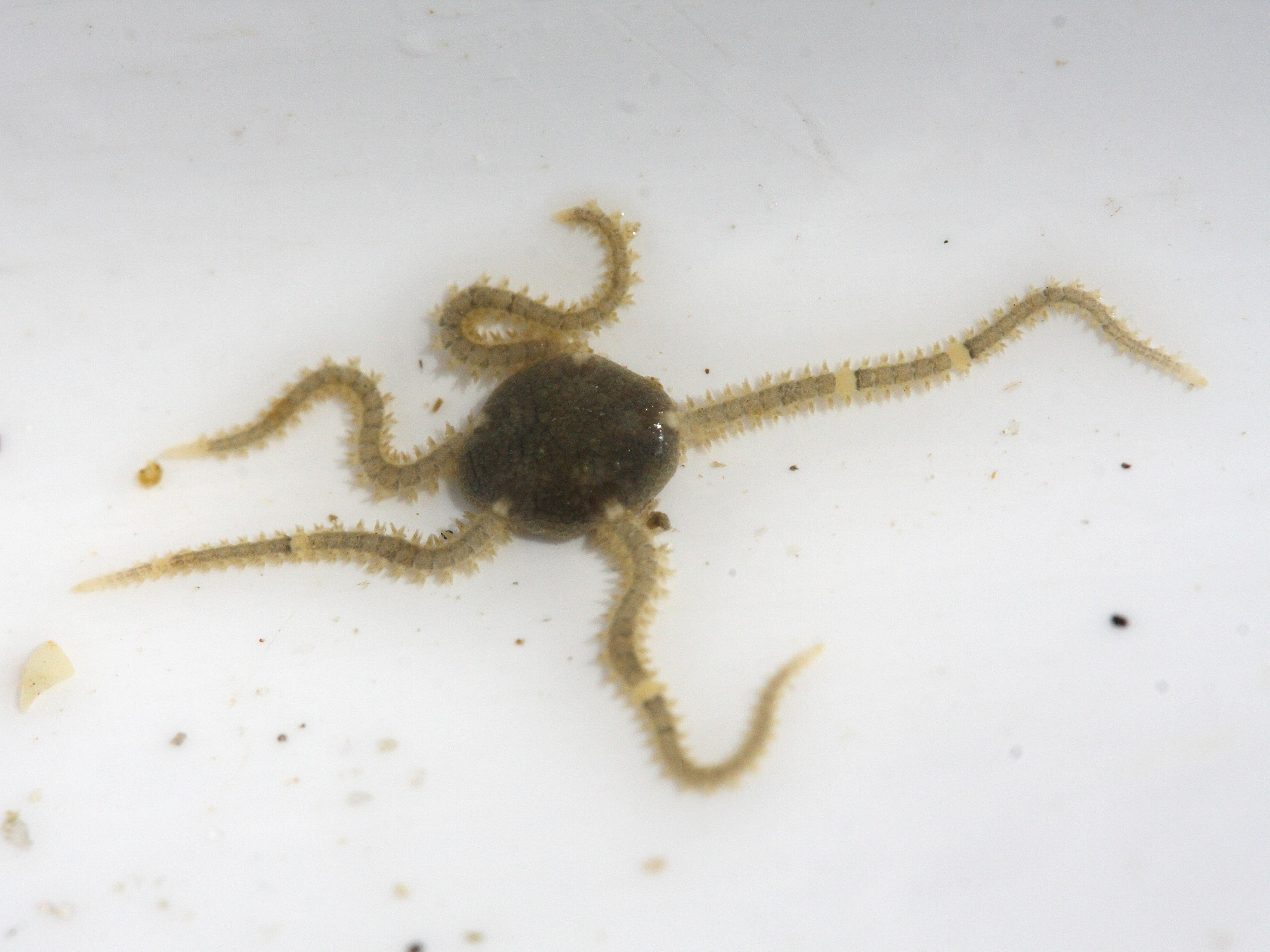 Afficher le média amphipholis_squamata3md amphipholis_squamata3md