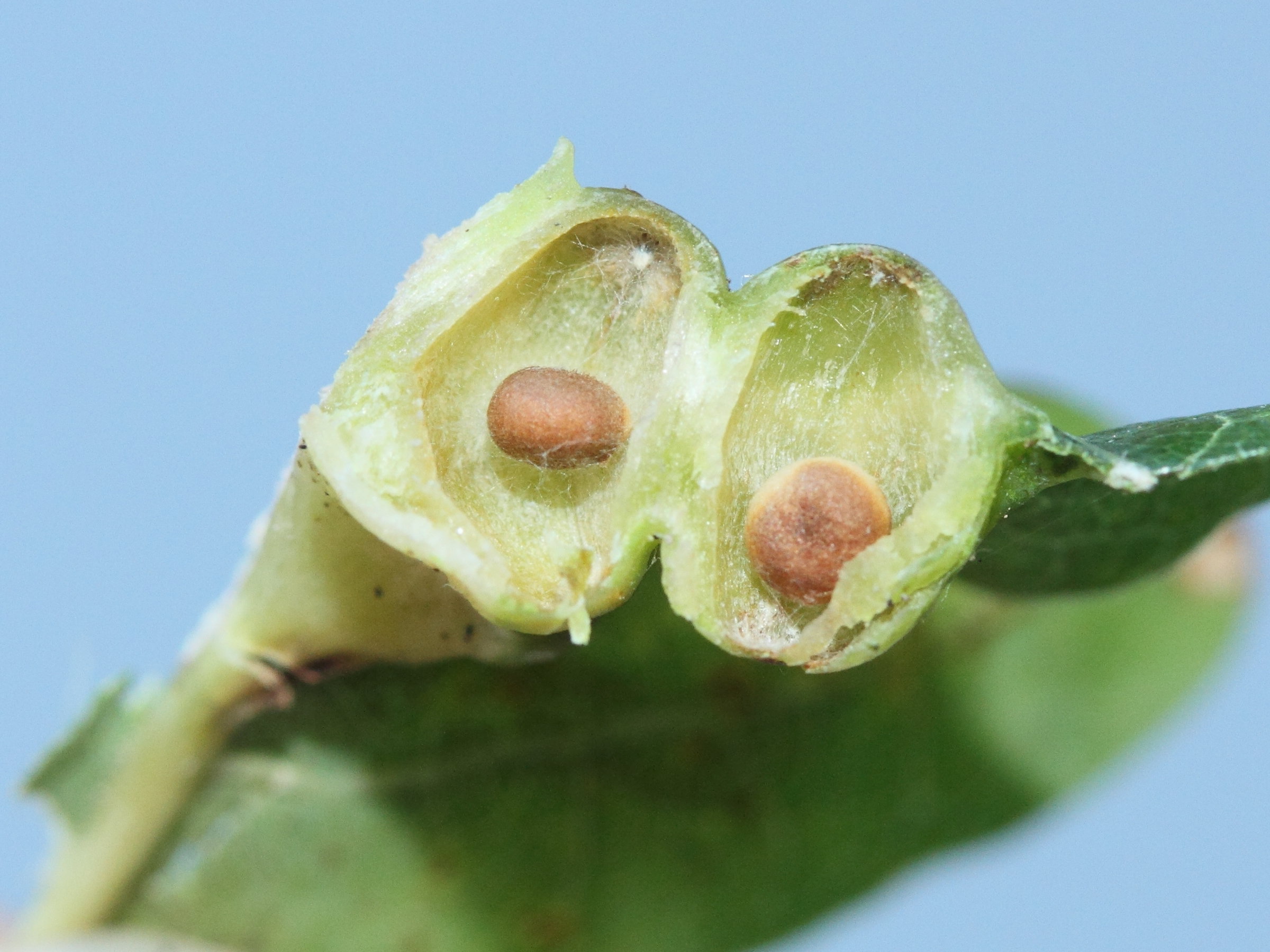 andricus_curvator_galle4md