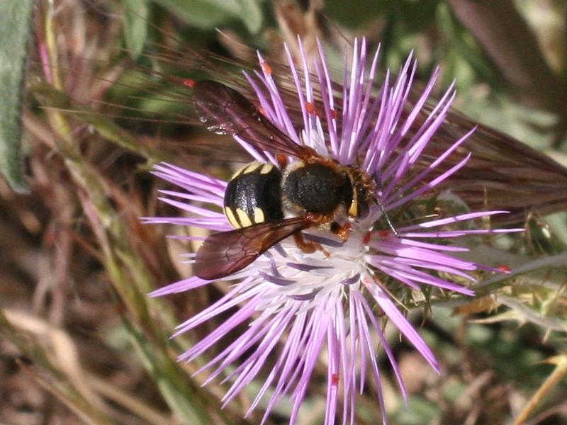 anthidium_sp3md