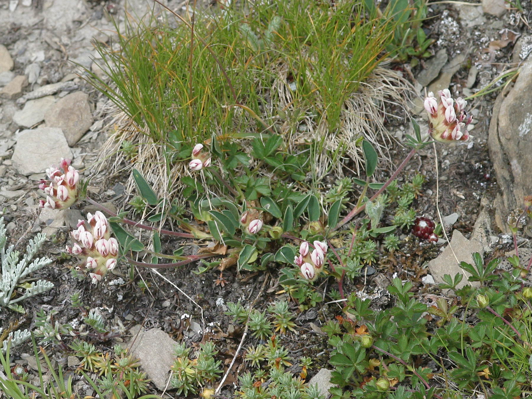 anthyllis_vulneraria6md