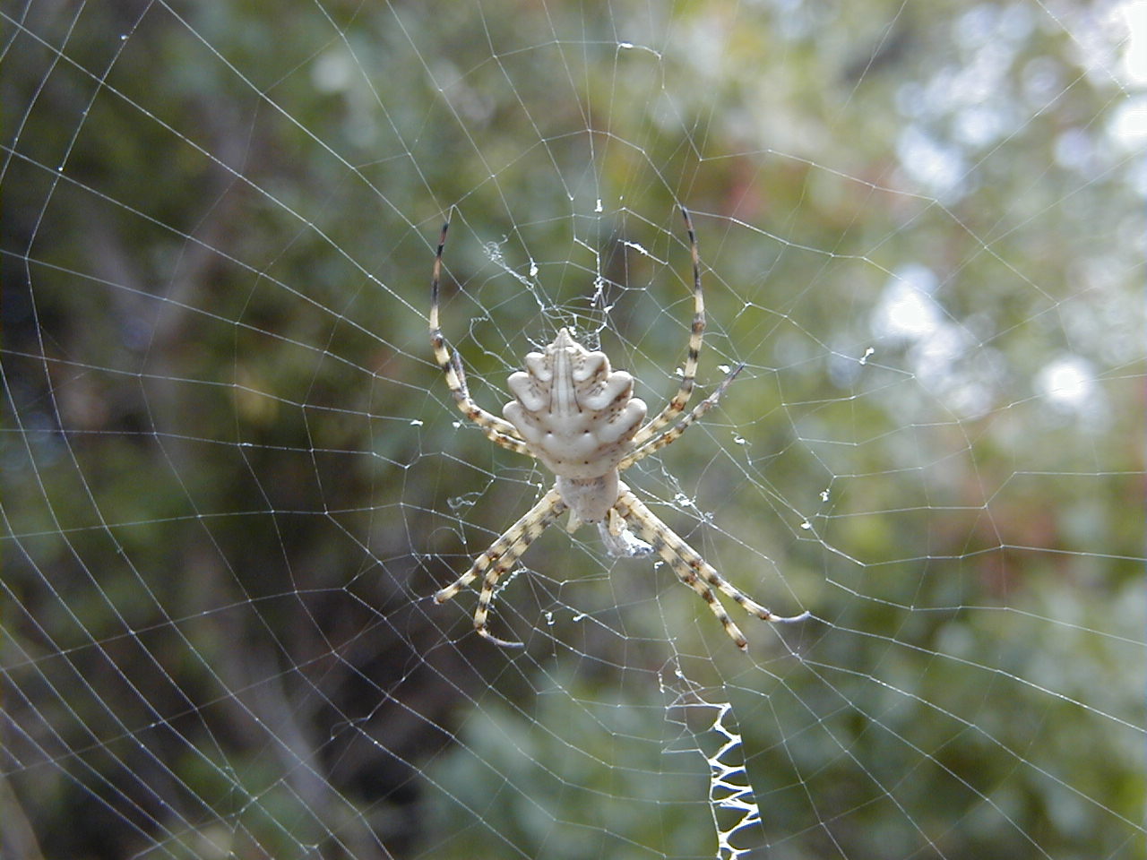 Afficher le média argiope_lobata2md argiope_lobata2md