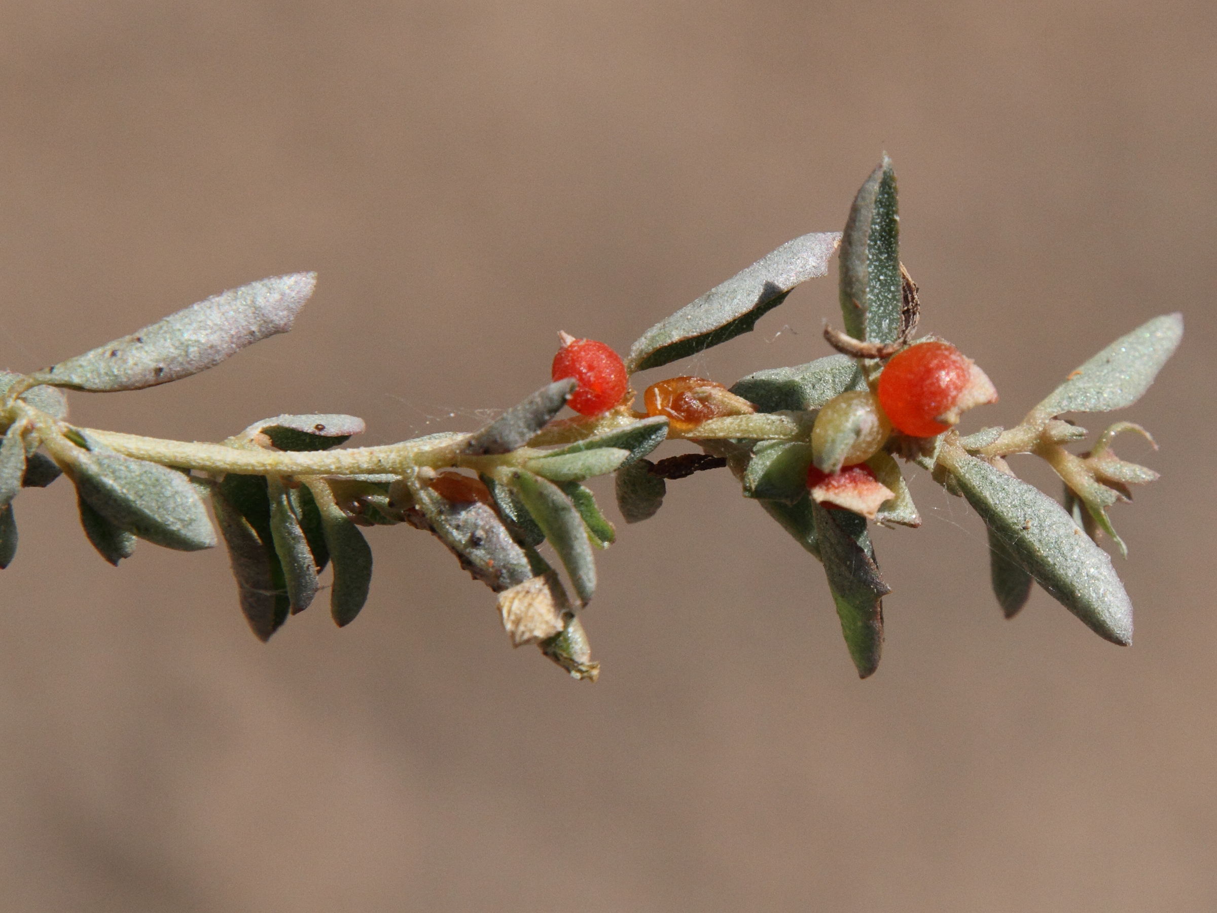 atriplex_semibaccata2md
