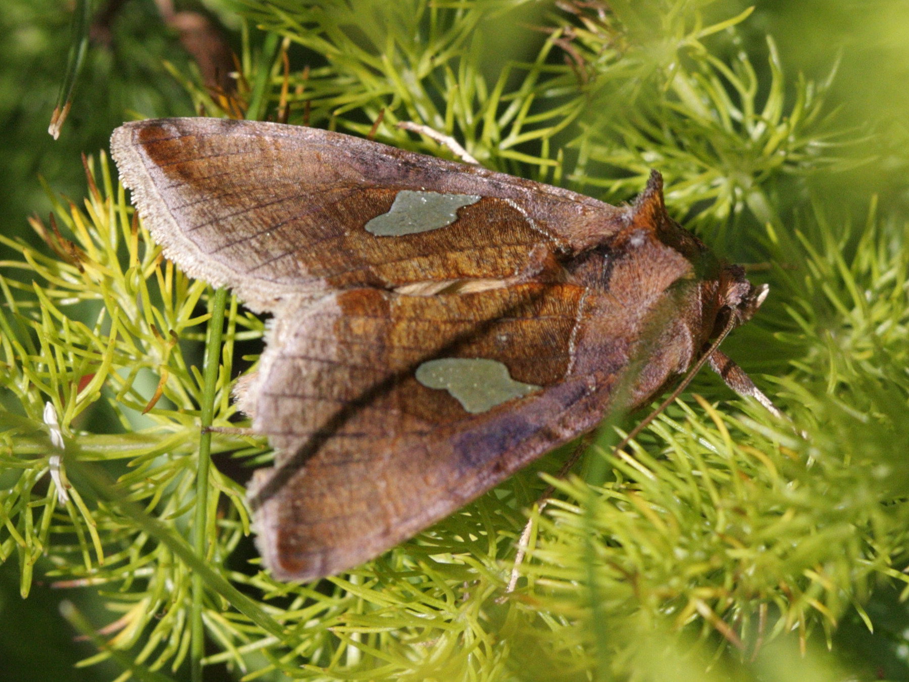 autographa_bractea4bd