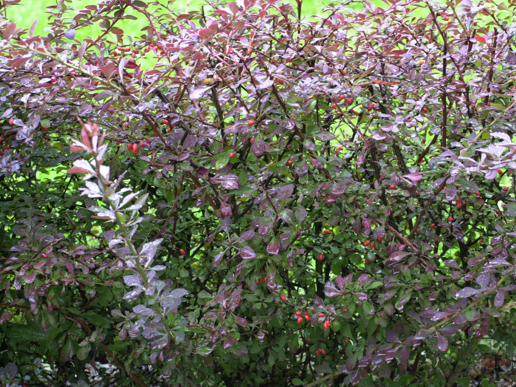 berberis_atropurpureum1md