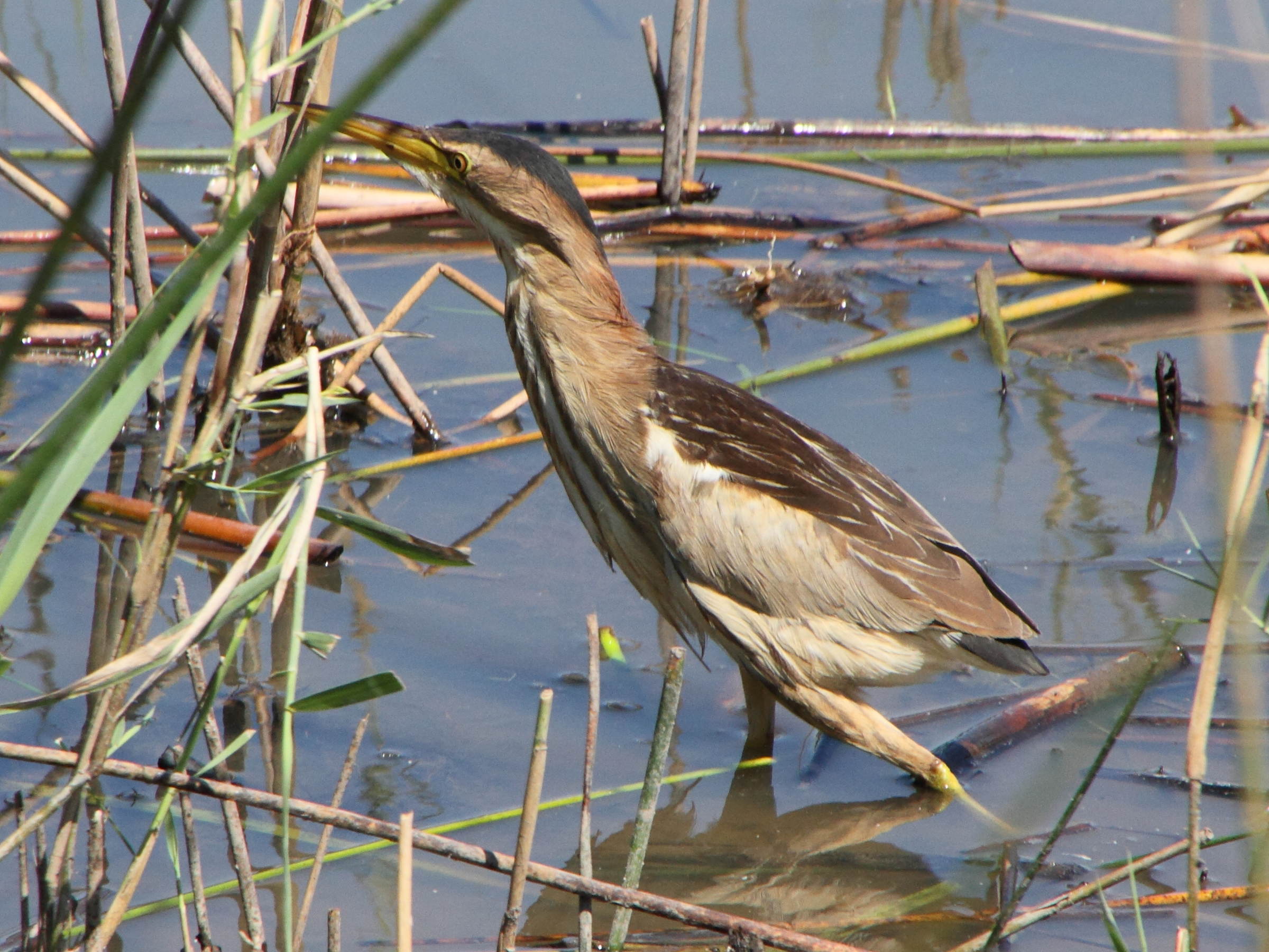 blongios_nain_-_ixobrychus_minutus5md
