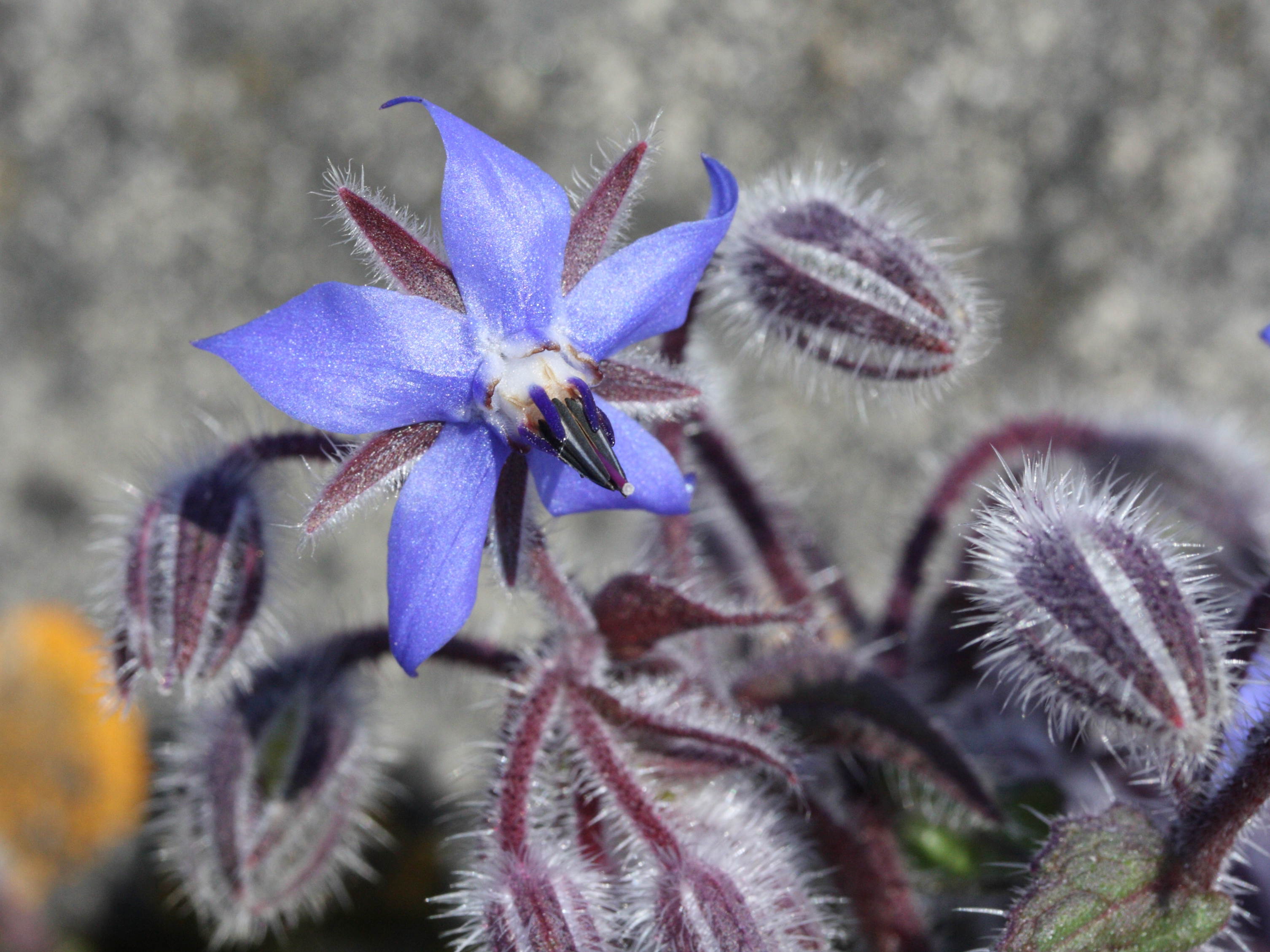 borago_officinalis2amd