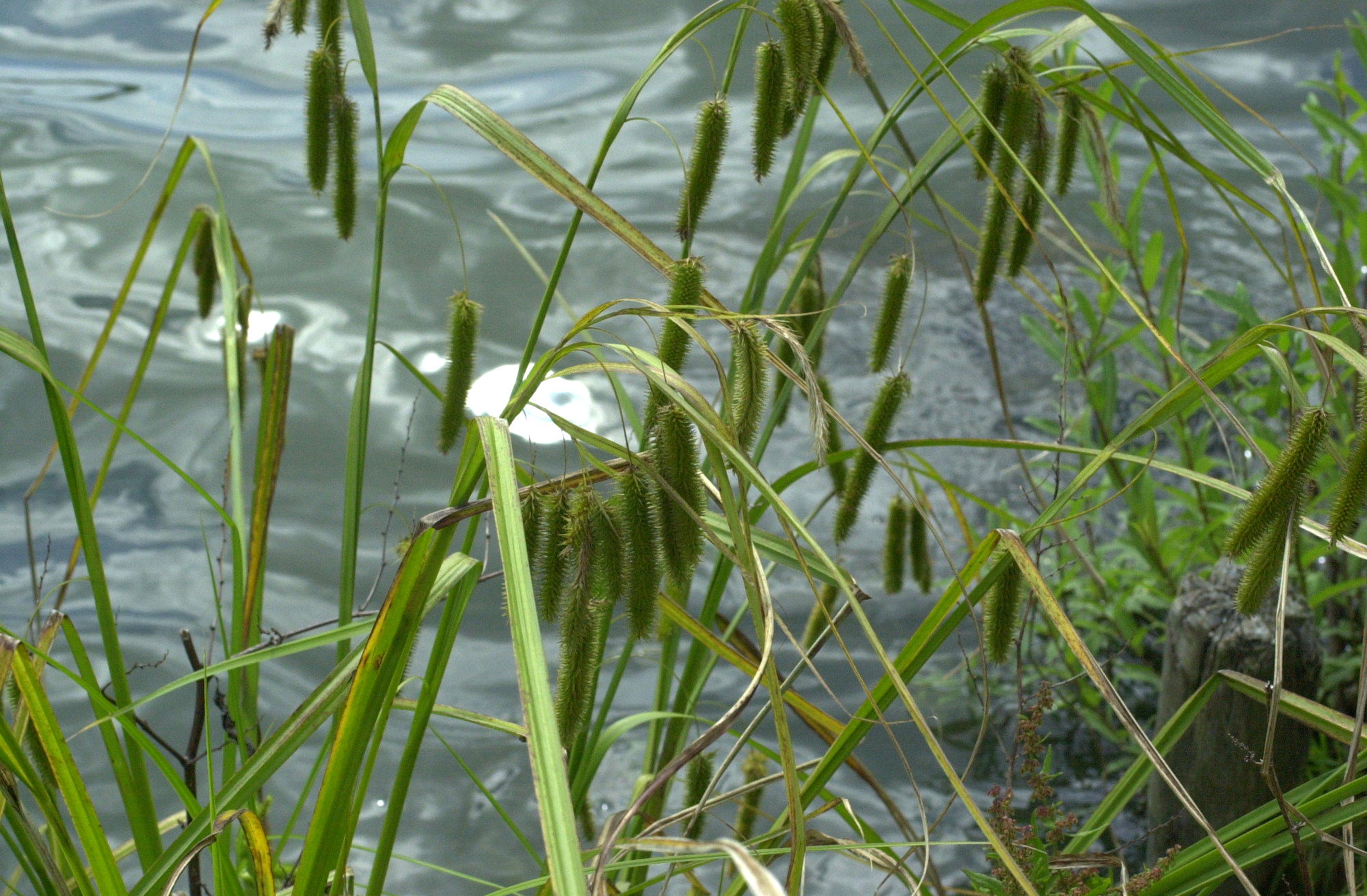 carex_pseudocyperus1md