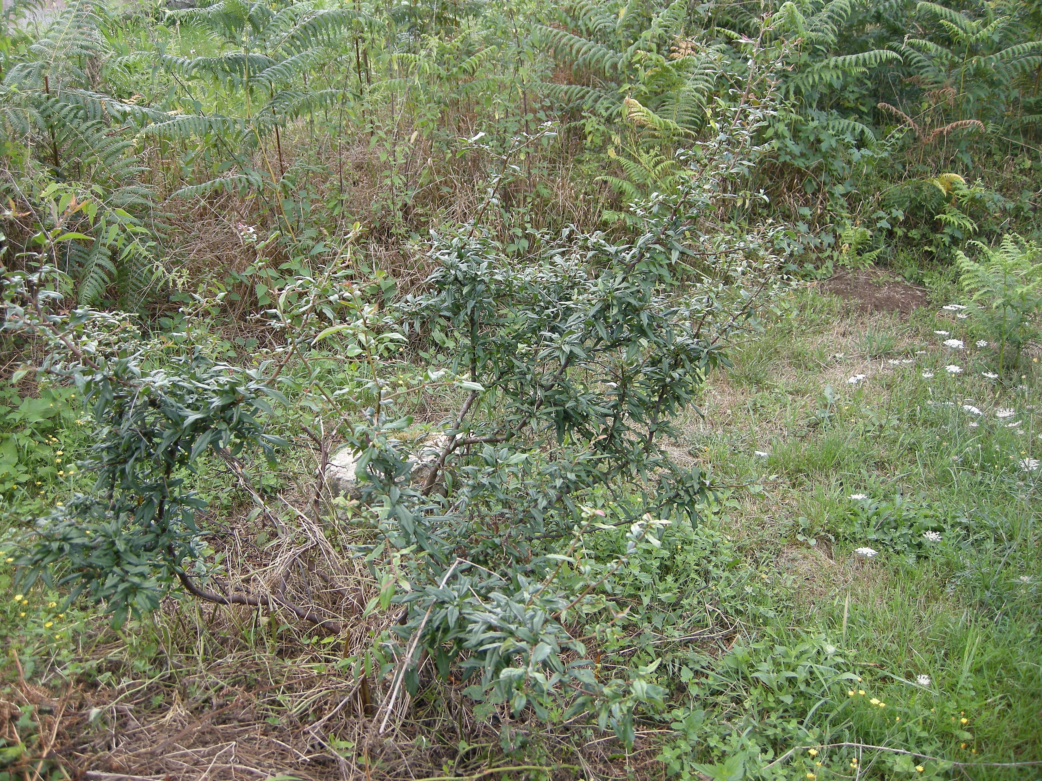 chaenomeles_cathayensis2md