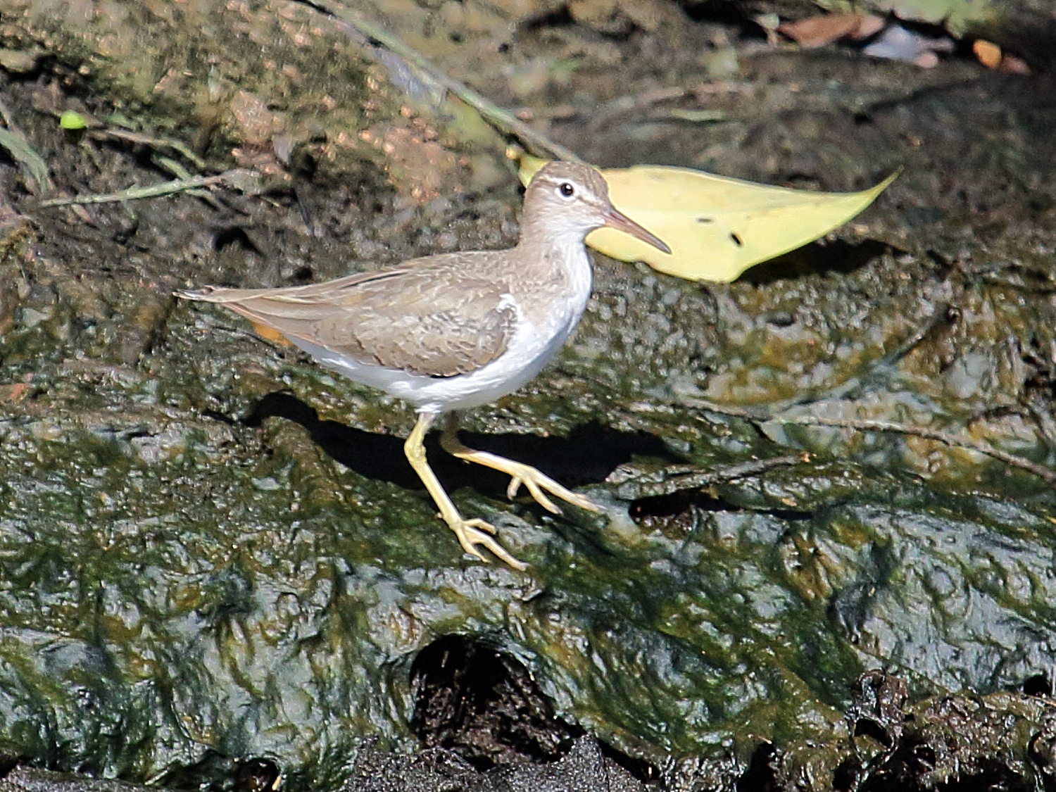 chevalier_grivele_-_actitis_macularia5bd