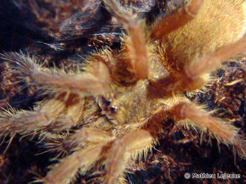 chilobrachys_andersoni1ml