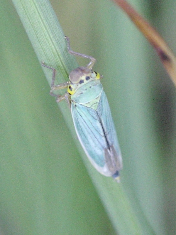 cicadella_viridis1bd