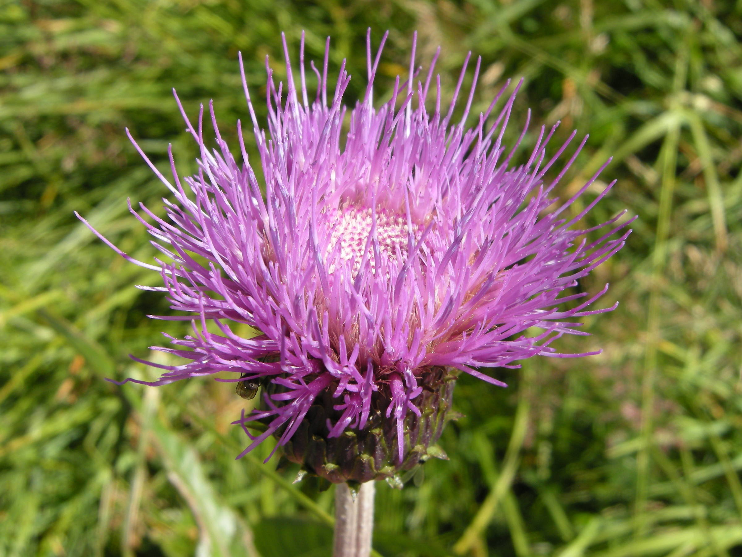 cirsium_heterophyllum5md