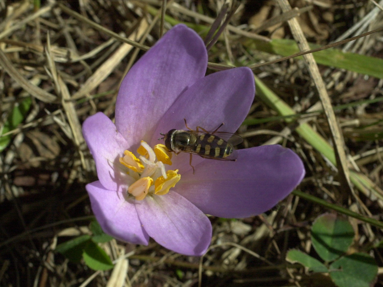 colchicum_autumnale2md