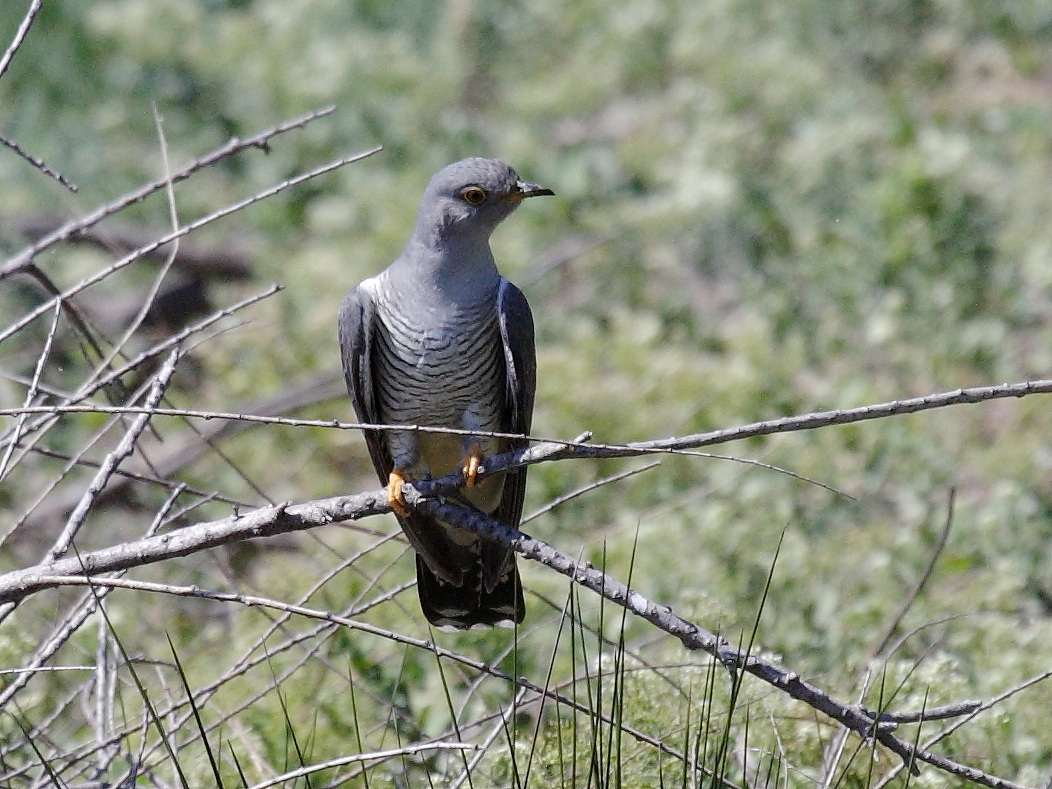 coucou_gris_-_cuculus_canorus6bd