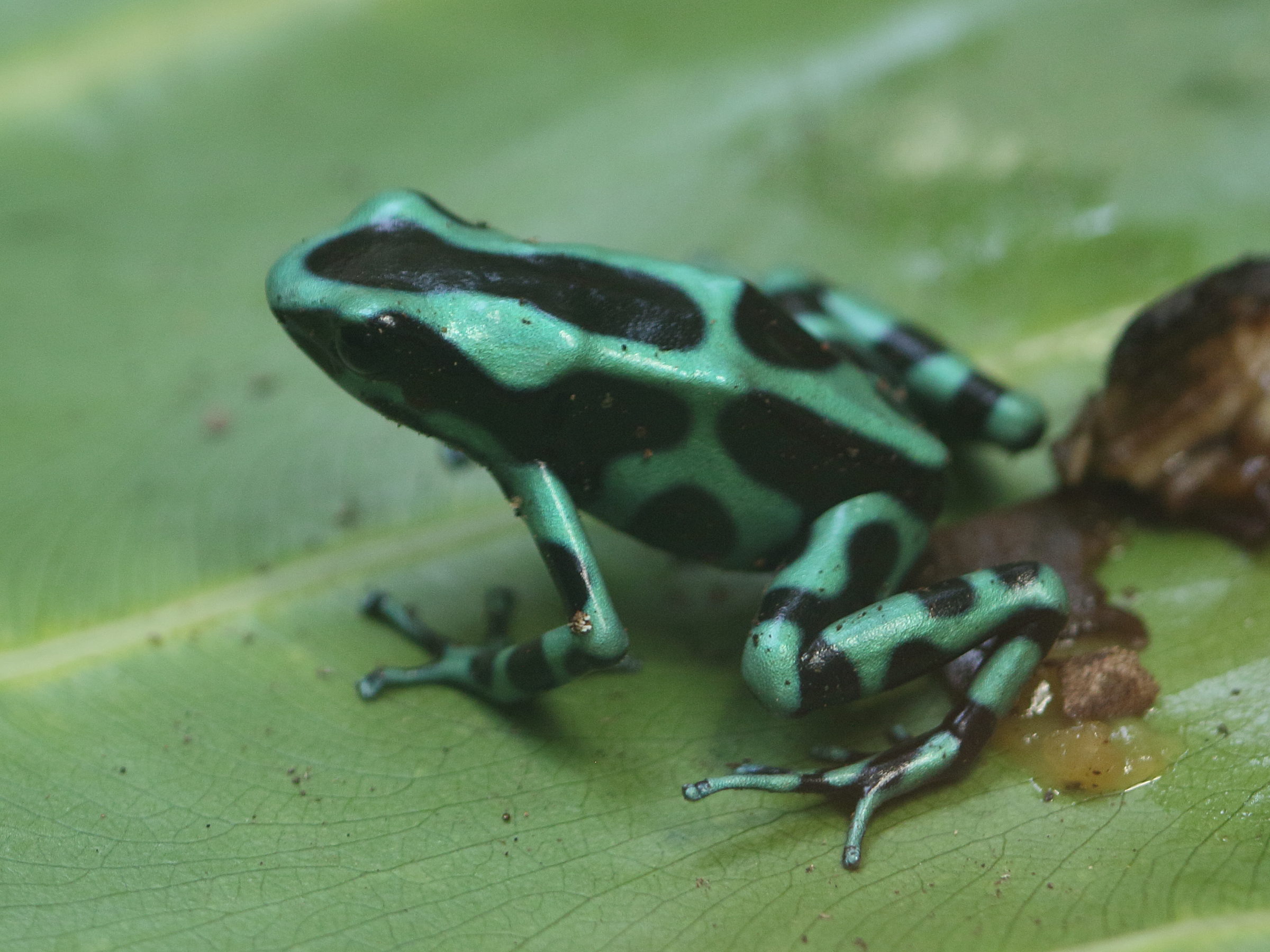 dendrobates_auratus4bd