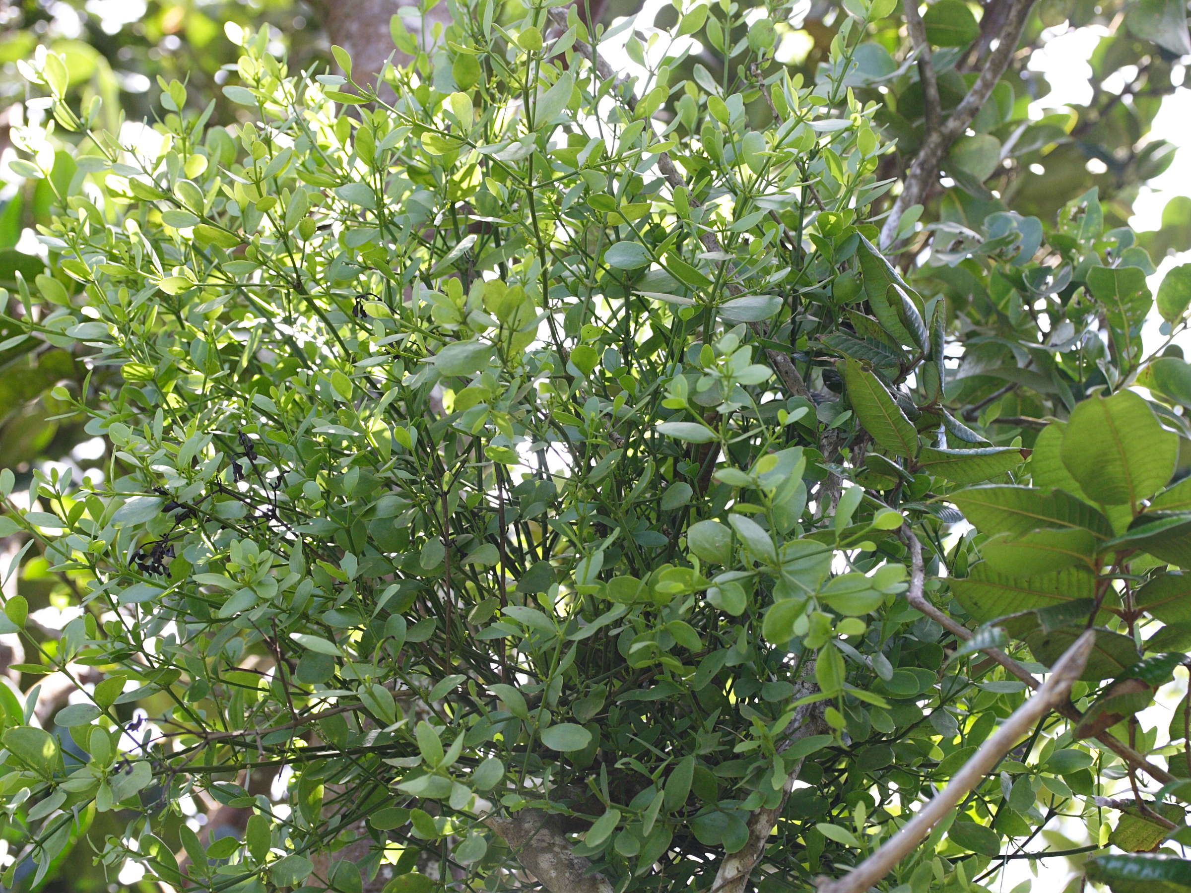 Afficher le média dendropemon_caribaeus5md dendropemon_caribaeus5md