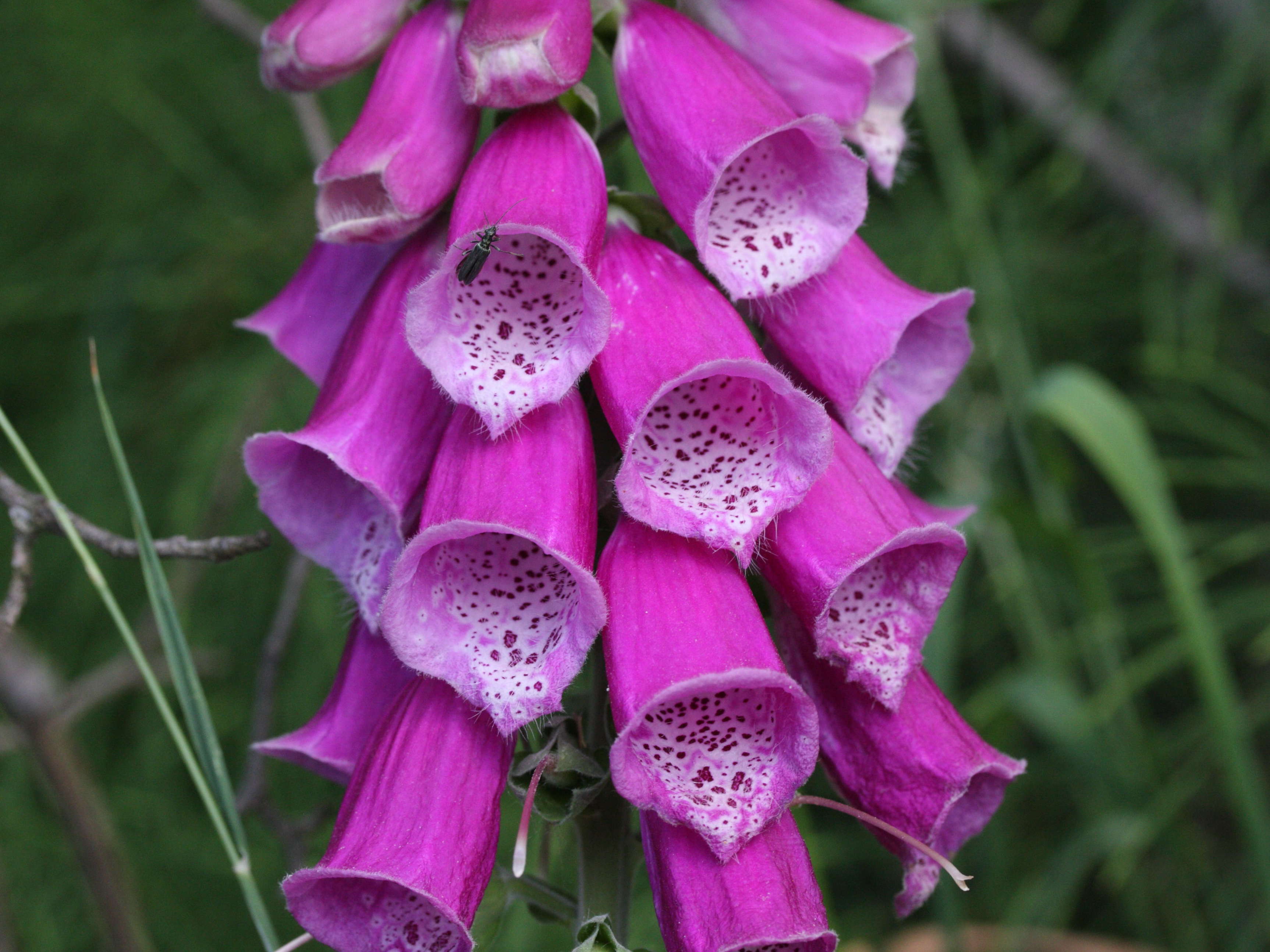digitalis_purpurea3md