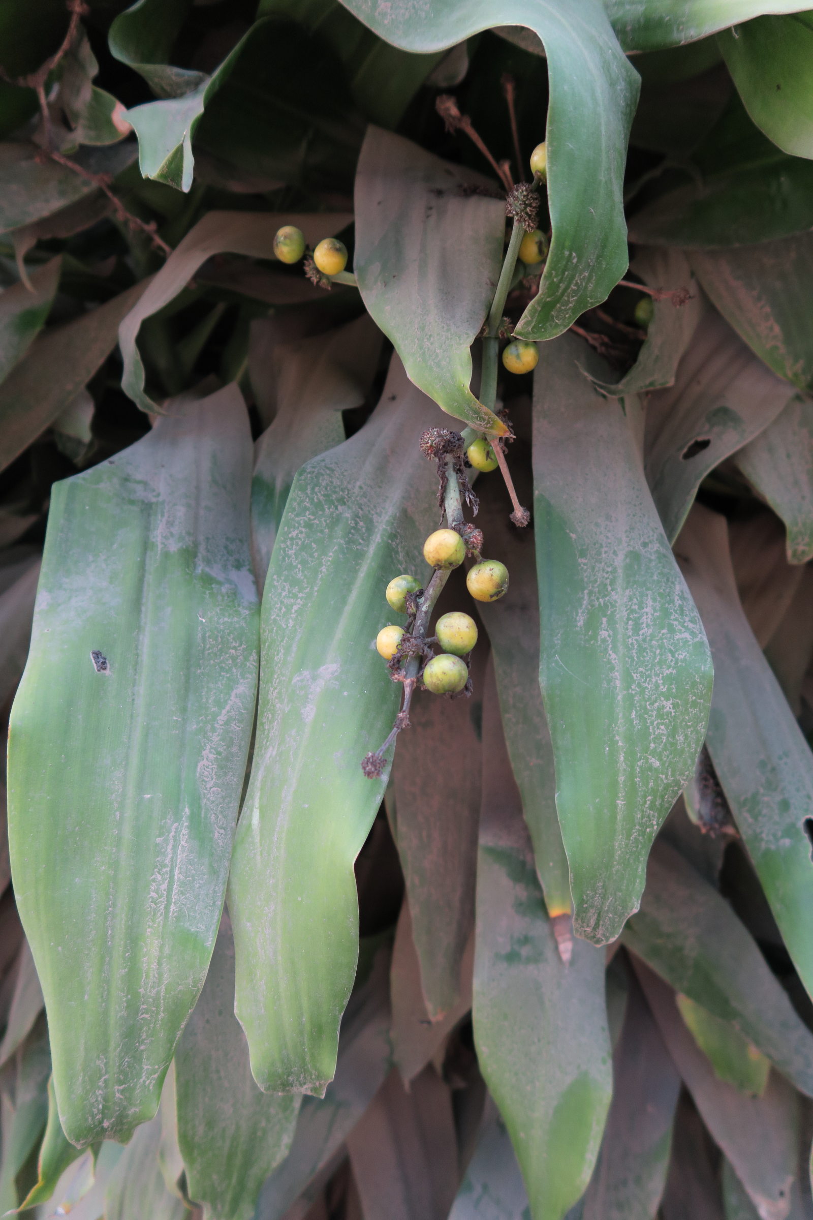 dracaena_fragrans5md