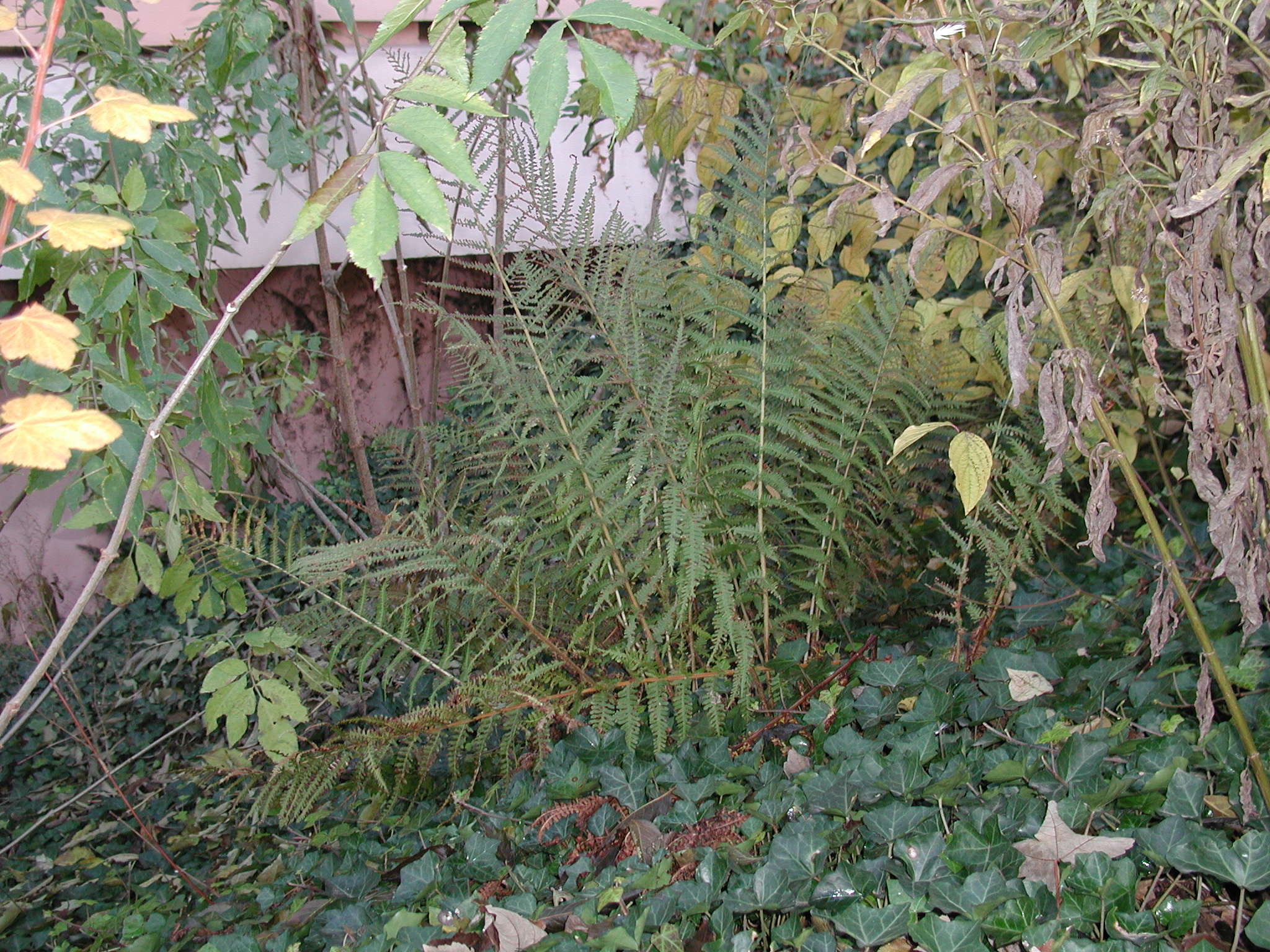 Dryopteris_Filix-mas