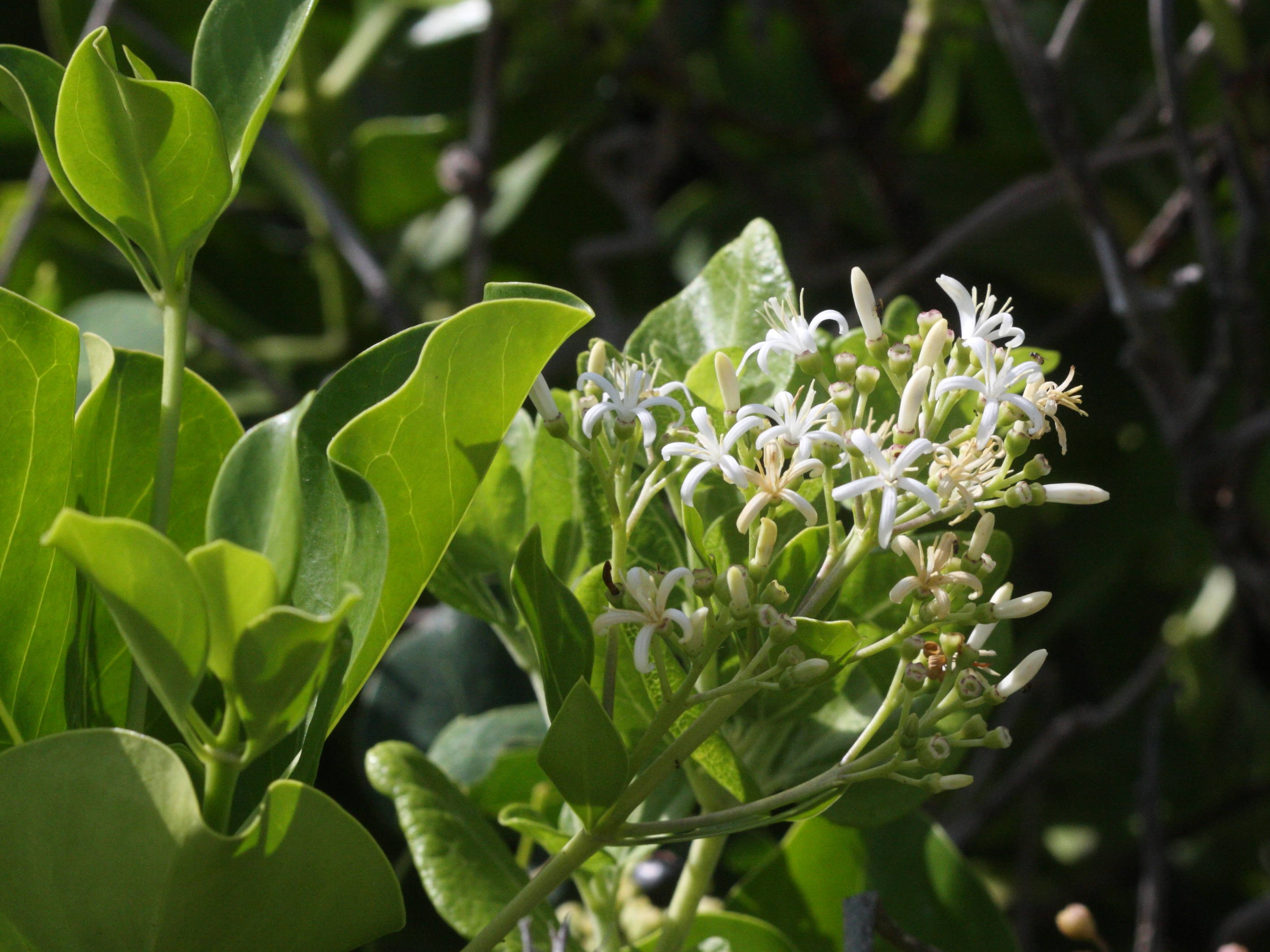 erithalis_odorifera2md