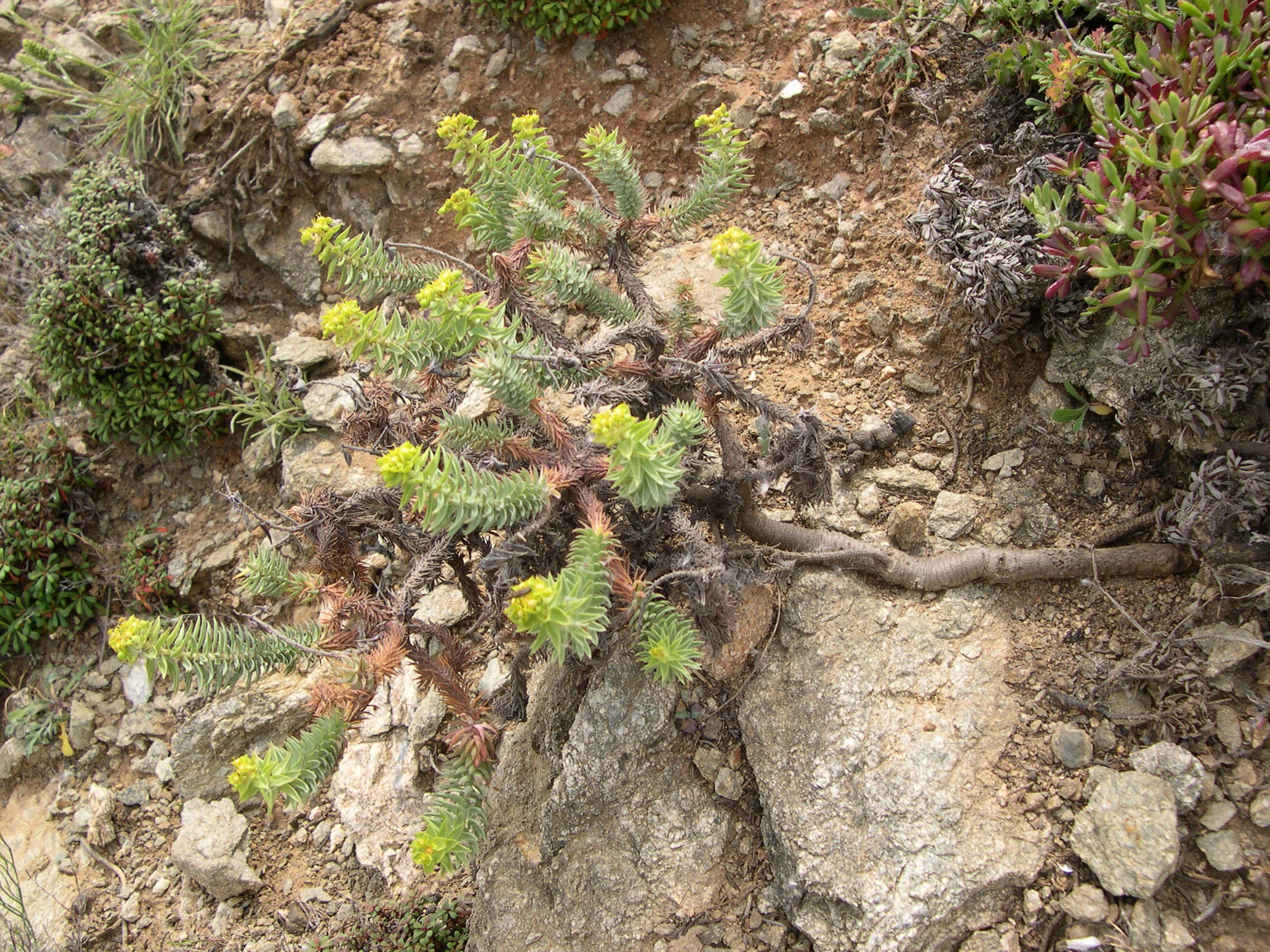 euphorbia_dendroides1md