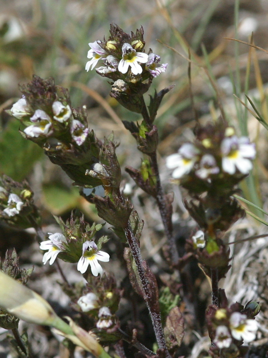 Afficher le média Euphrasia_officinalis rostkoviana Euphrasia_officinalis rostkoviana