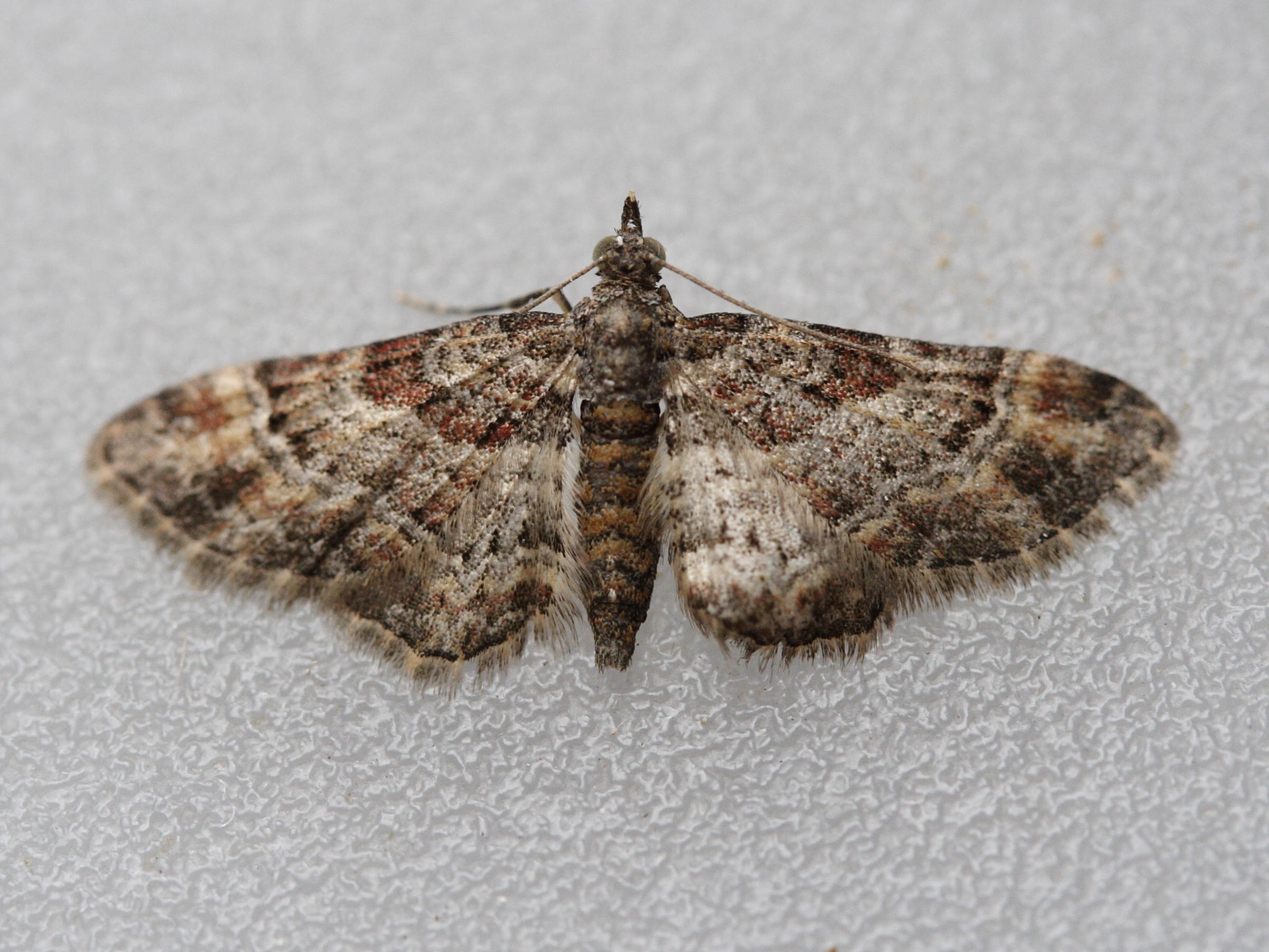 Afficher le média Eupithecia_cocciferata Eupithecia_cocciferata