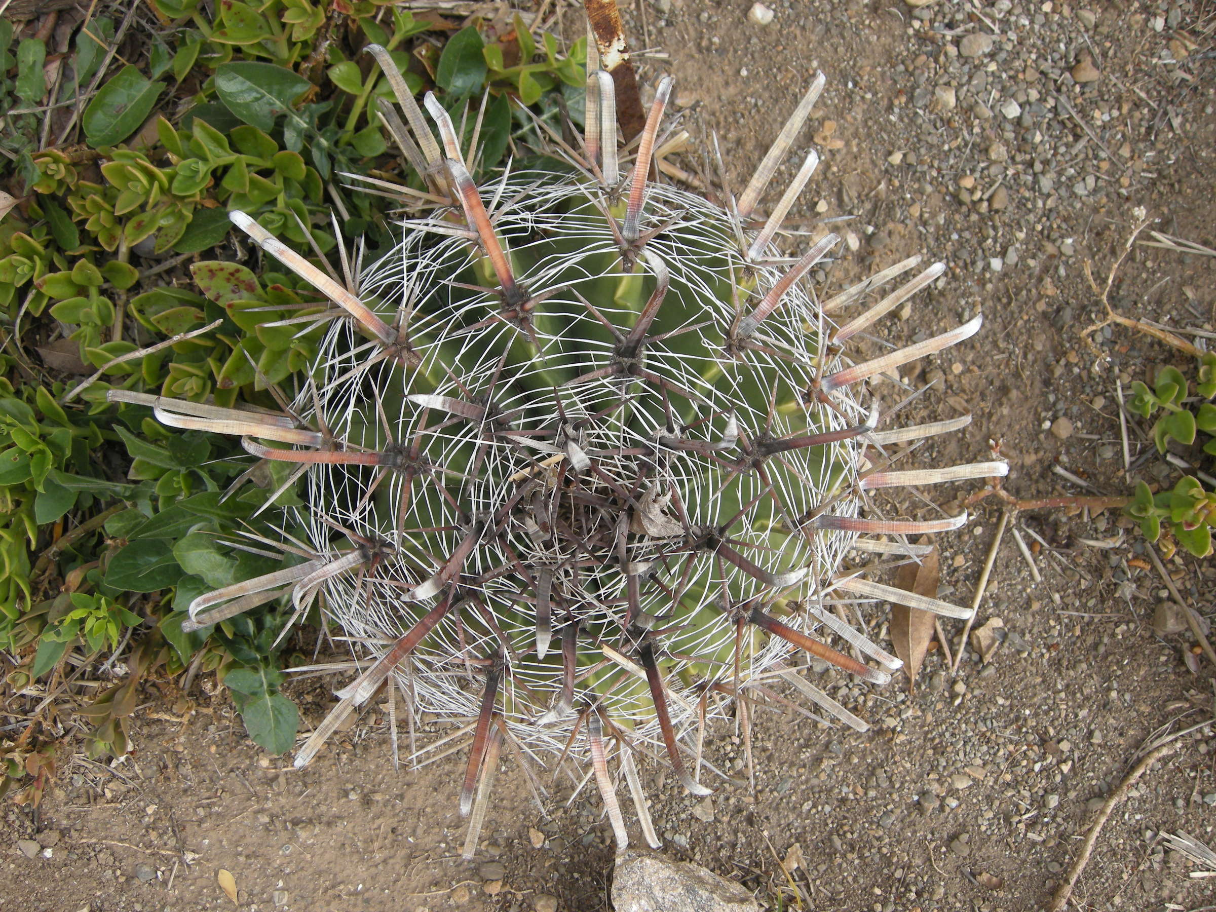 Afficher le média ferocactus_coloratus2bd ferocactus_coloratus2bd