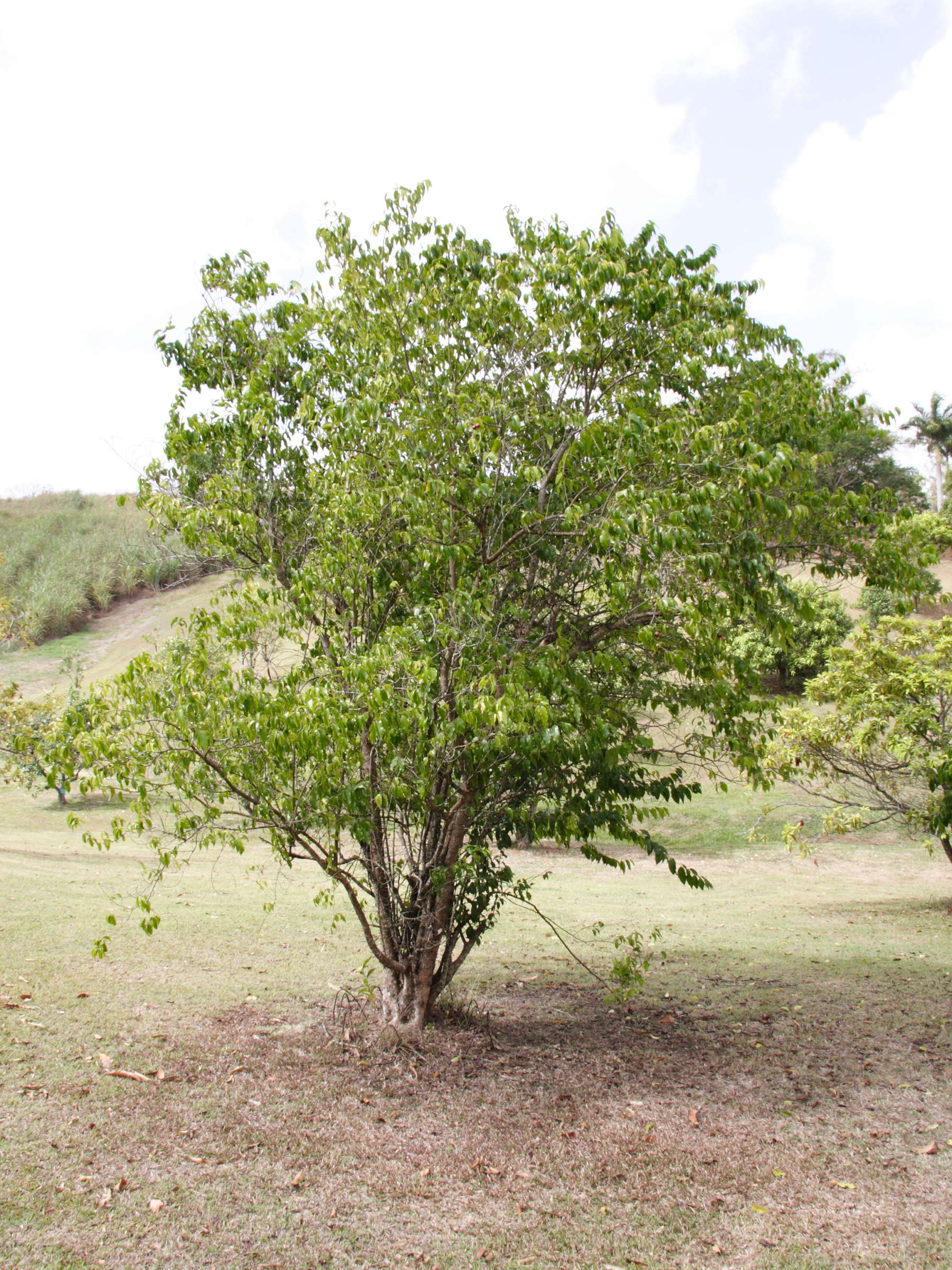 flacourtia_jangomas1md