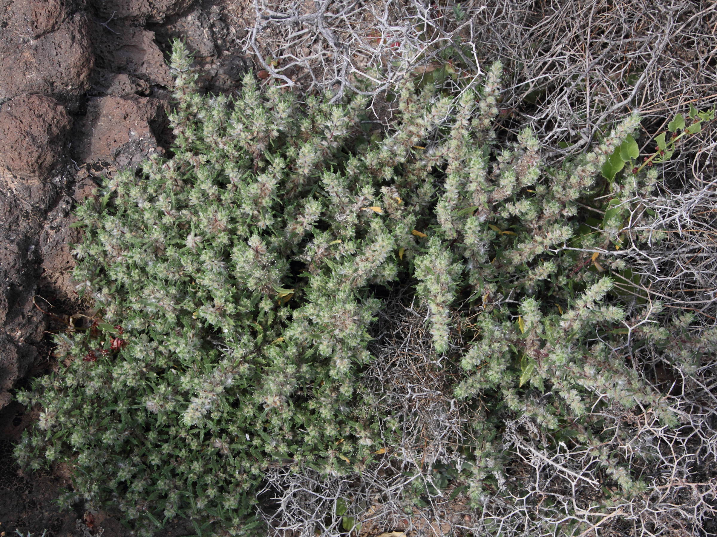 Afficher le média forsskaolea_angustifolia1md forsskaolea_angustifolia1md