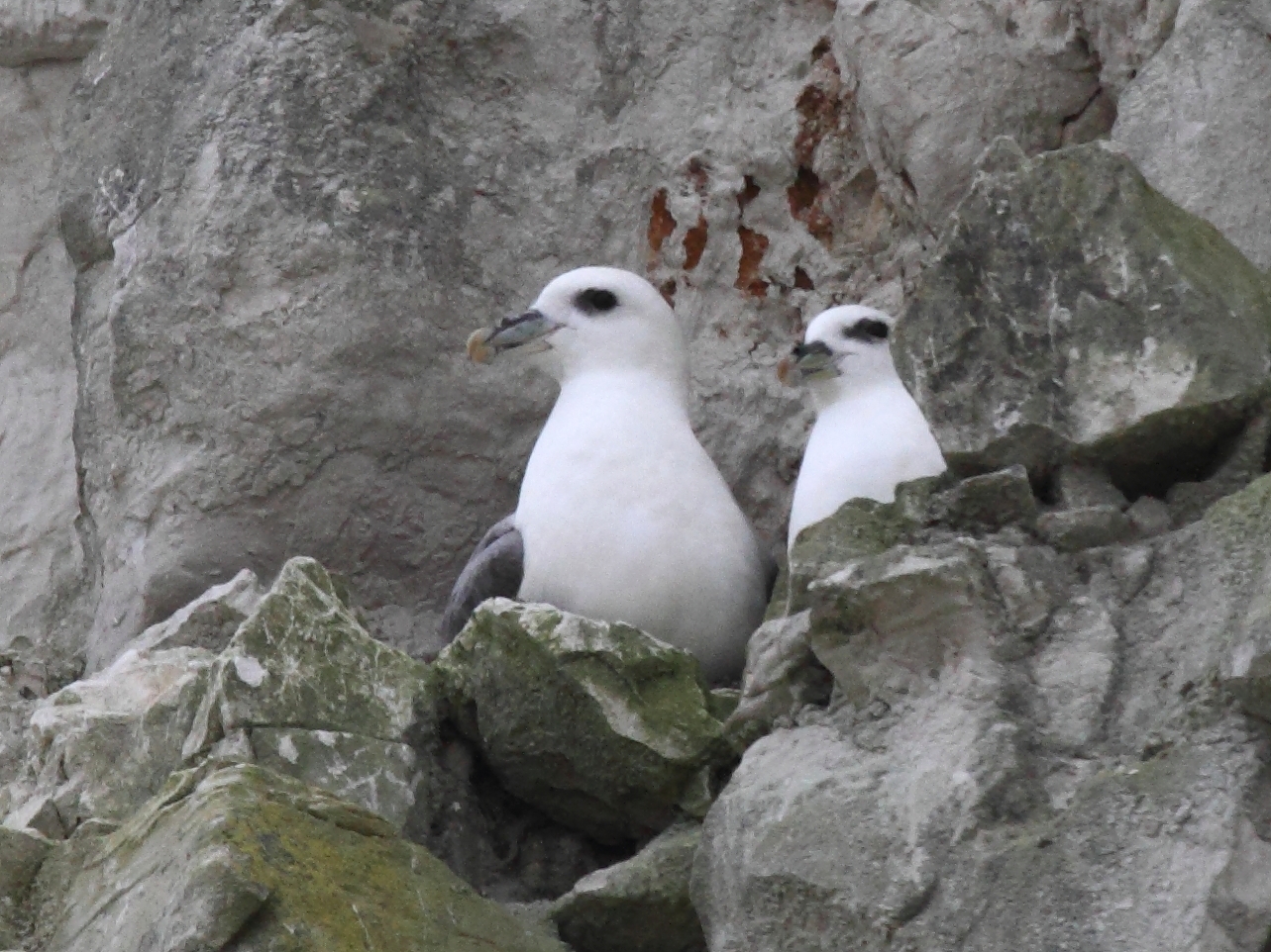 fulmar_boreal_-_fulmarus_glacialis6bd