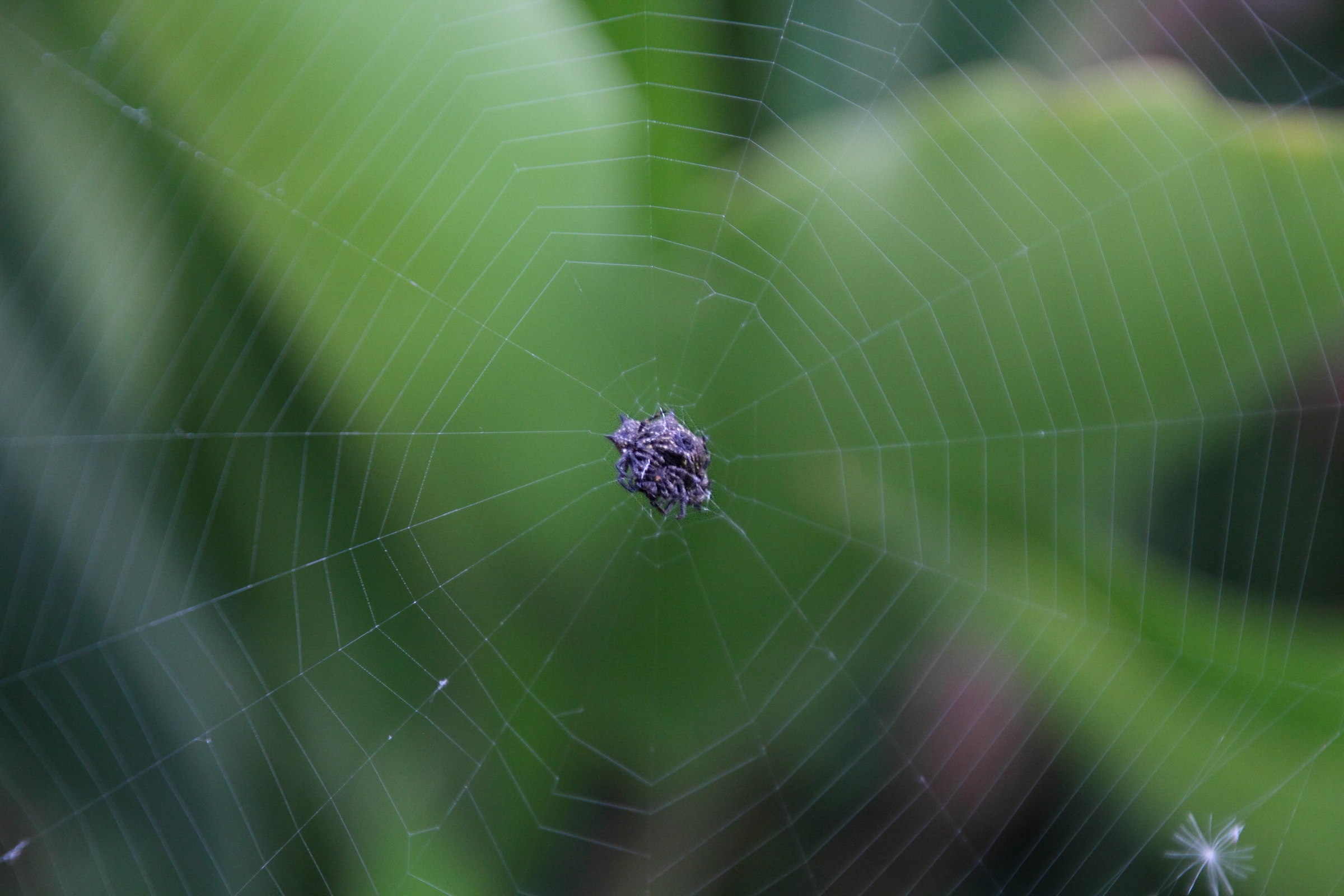 gasteracantha_cancriformis3md