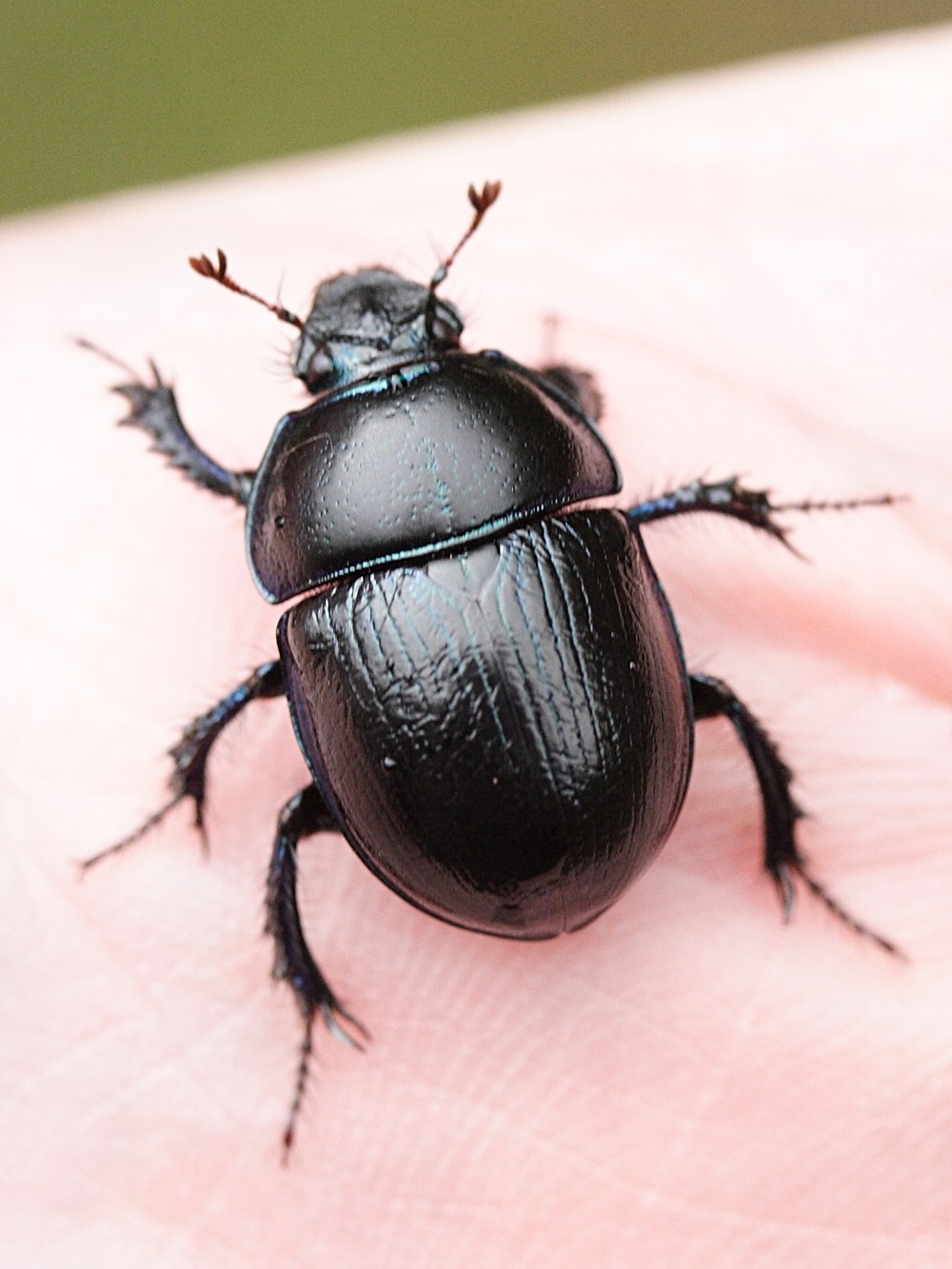 geotrupes_stercorarius2md