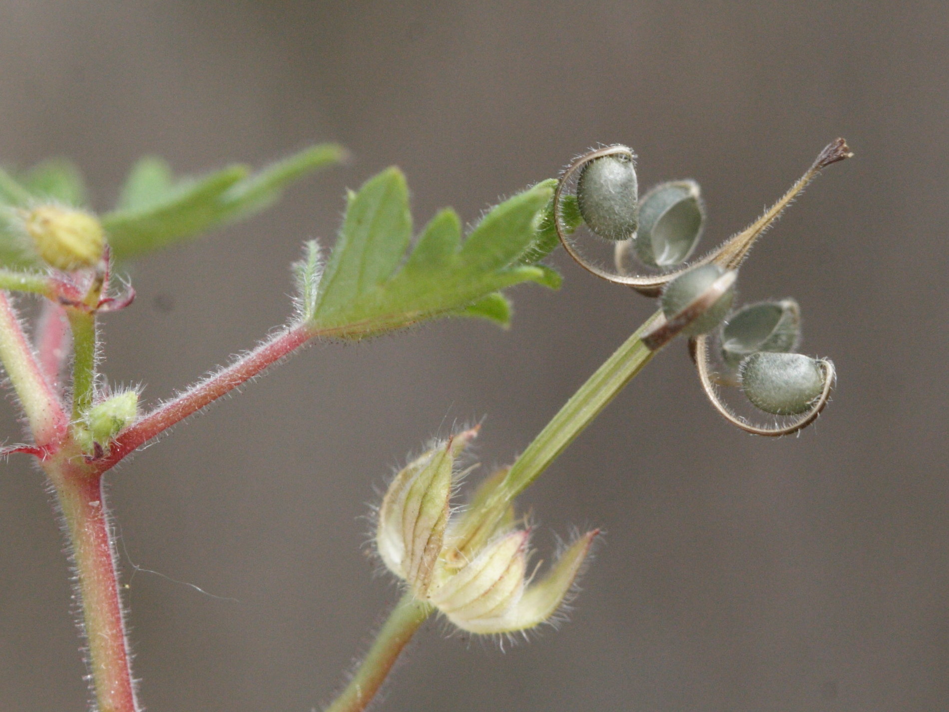 geranium_rotundifolium3md