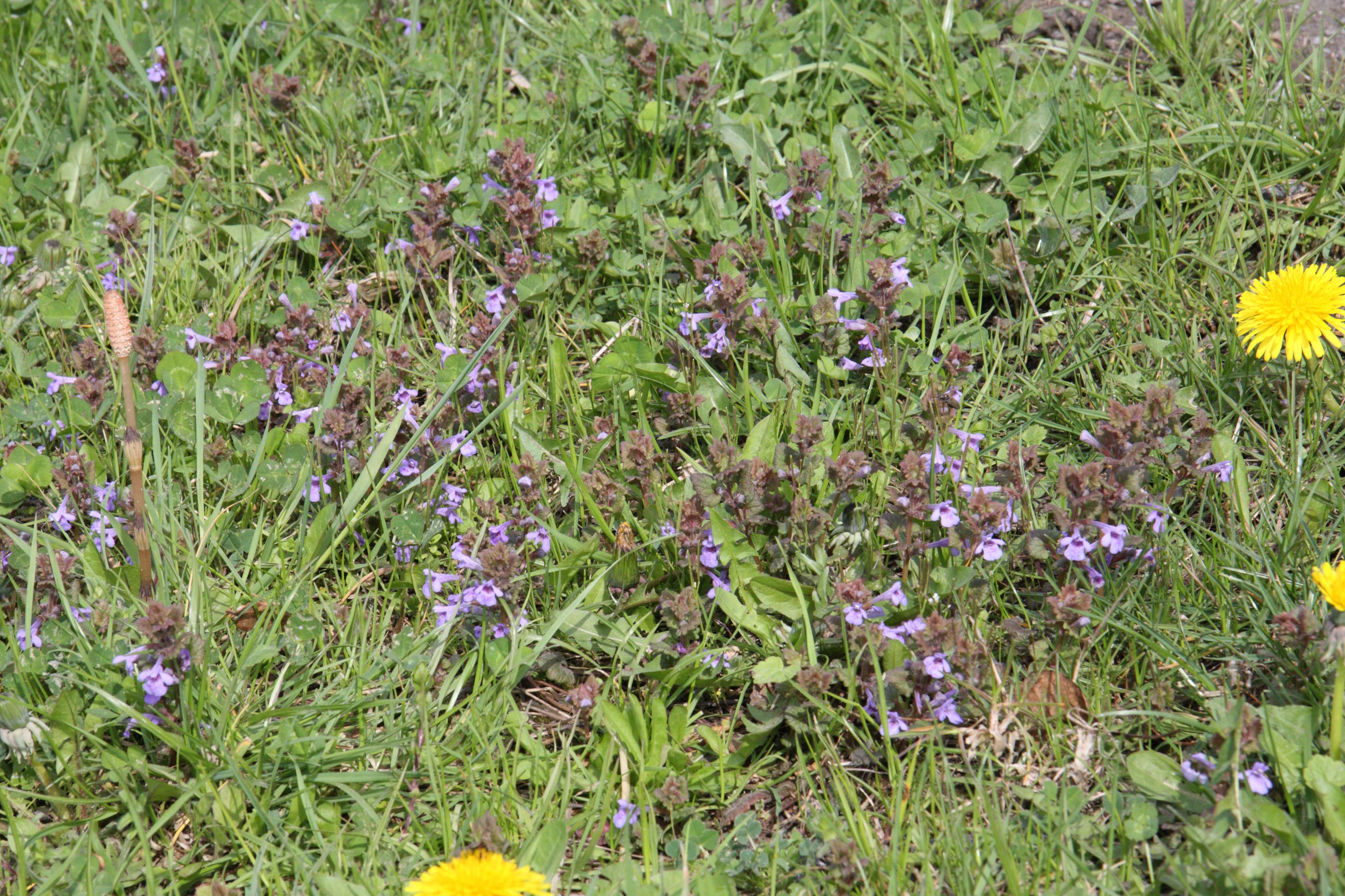 Afficher le média glechoma_hederacea4md glechoma_hederacea4md