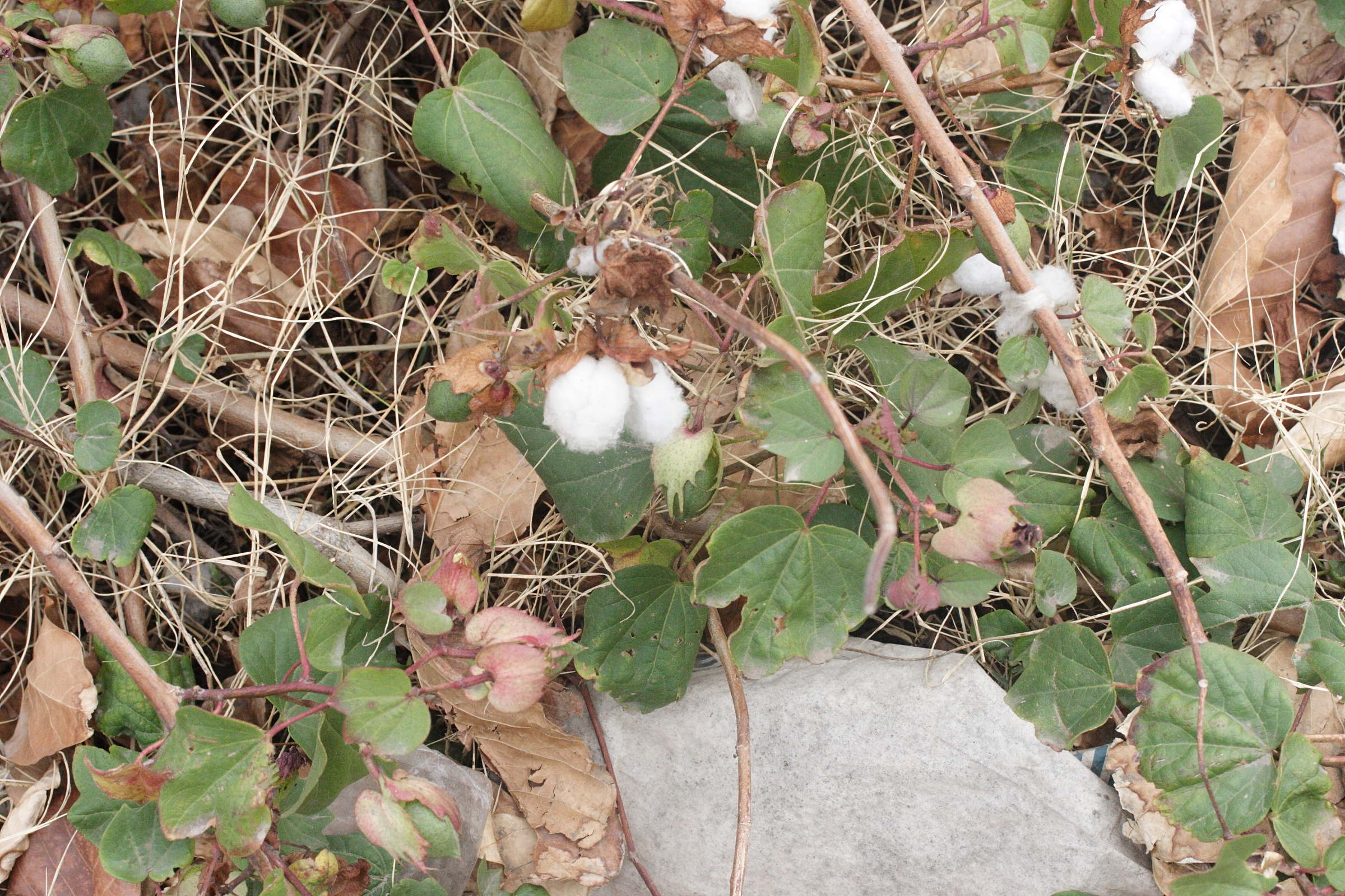 gossypium_herbaceum3md