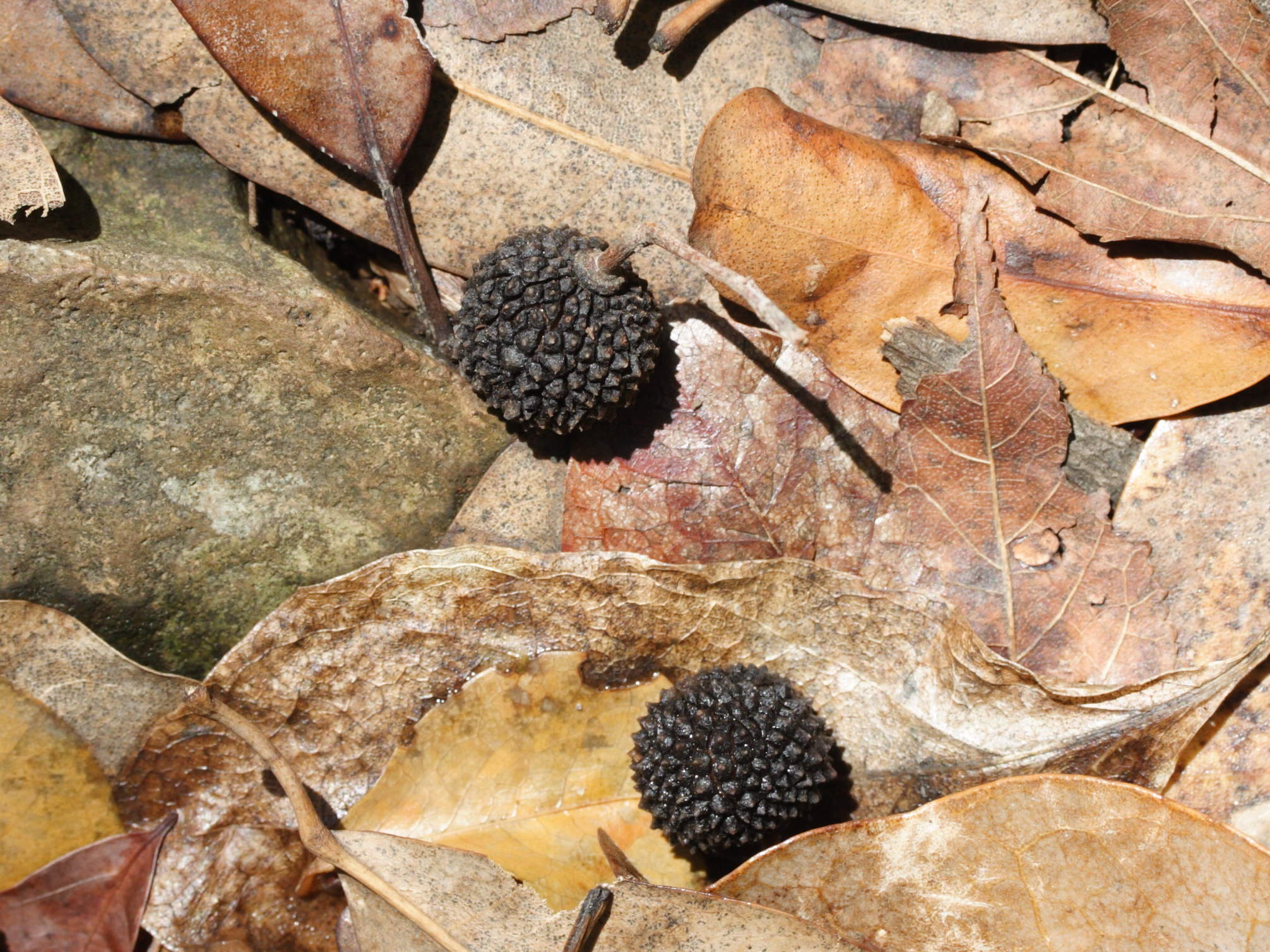 guazuma_ulmifolia4md