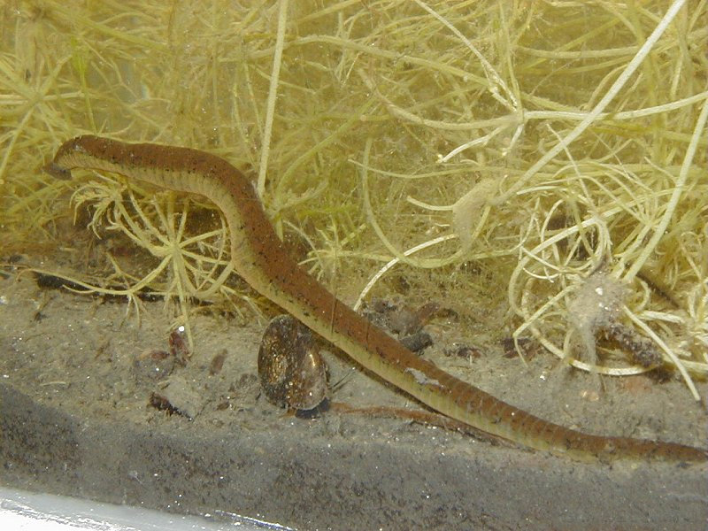 haemopis_sanguisuga3md