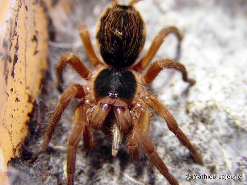 Afficher le média hapalopus_priscilae2ml hapalopus_priscilae2ml