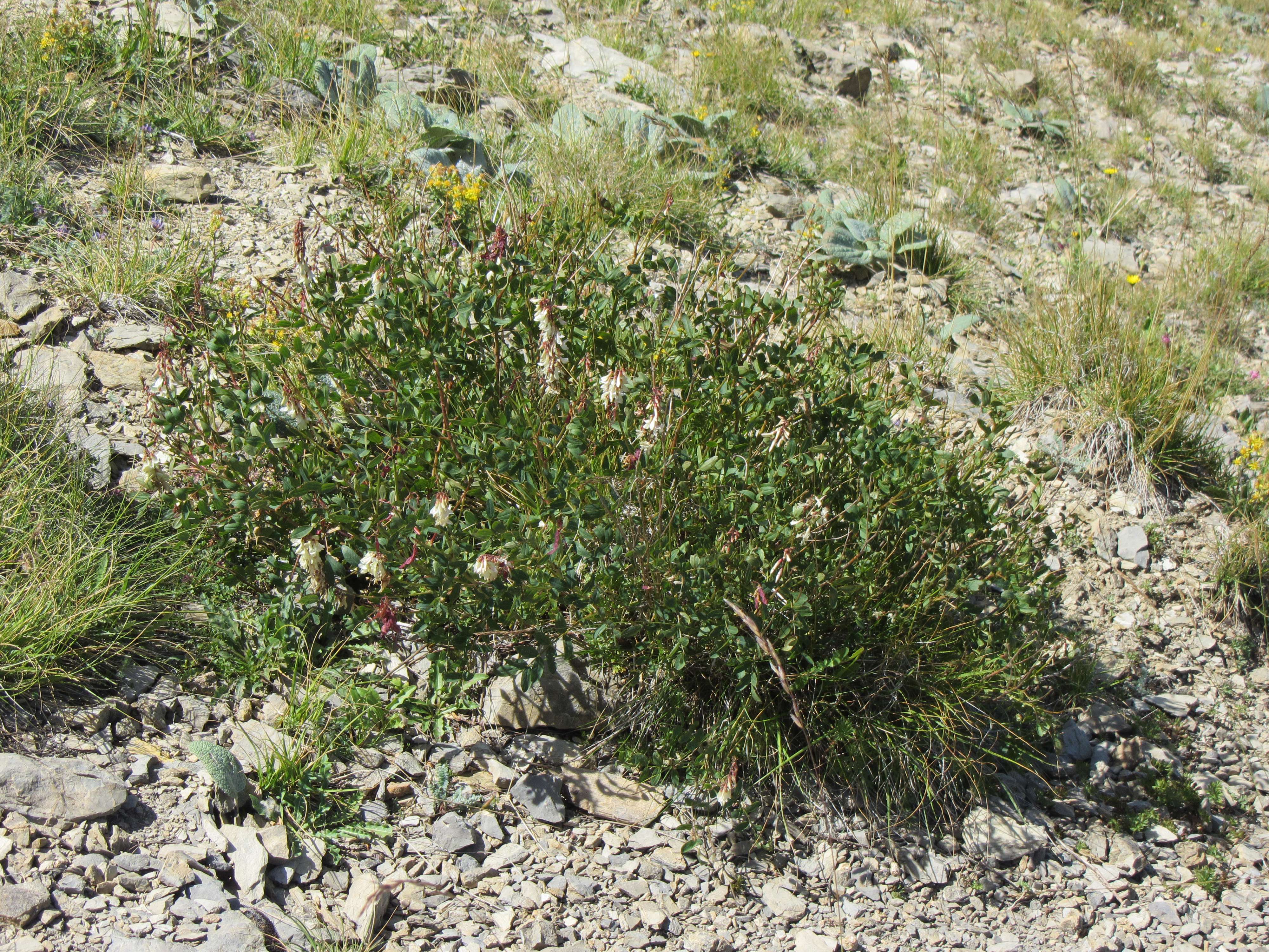 Afficher le média hedysarum_boutignyanum3mv hedysarum_boutignyanum3mv