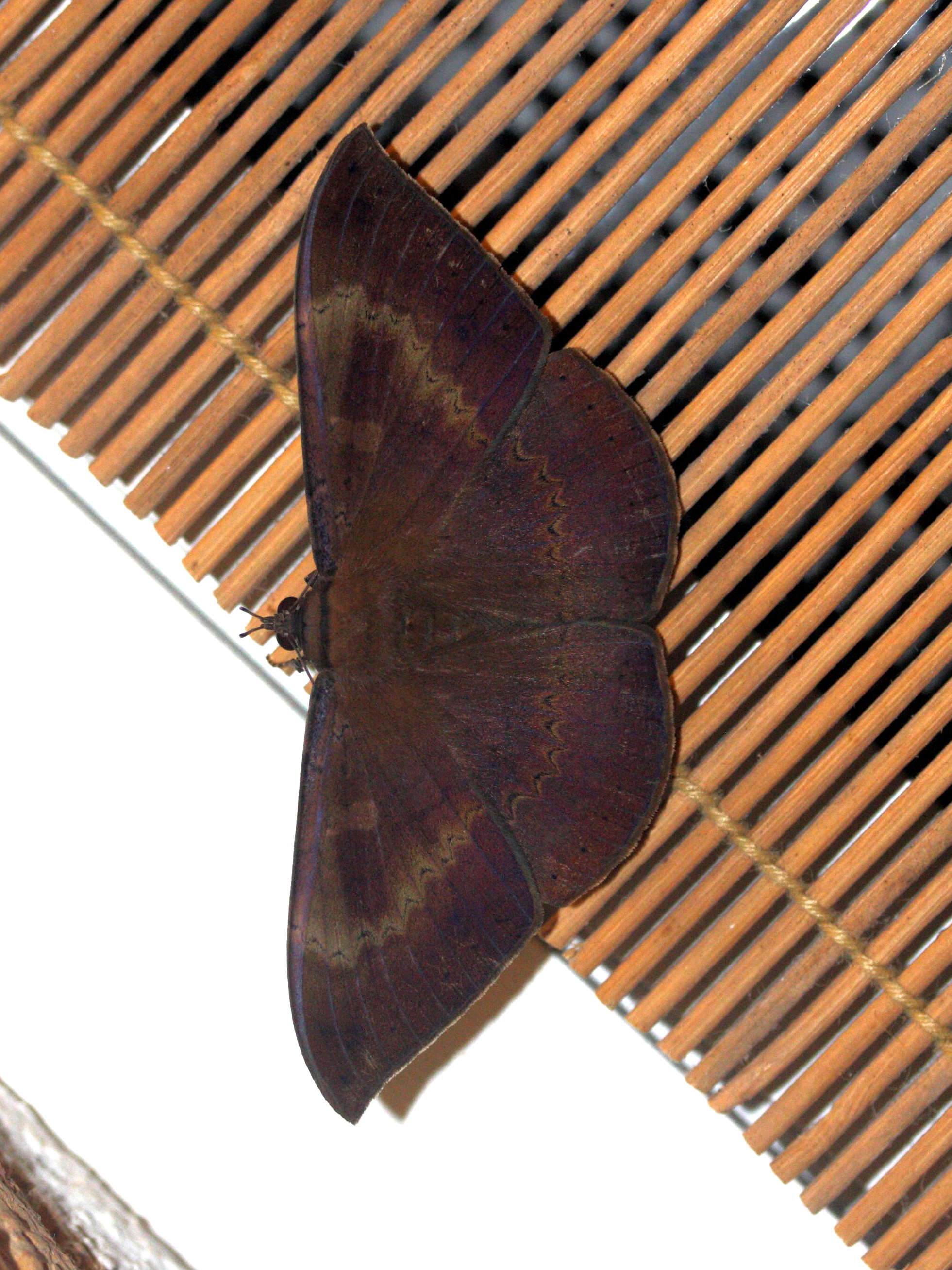 hemeroblemma_opigena2md