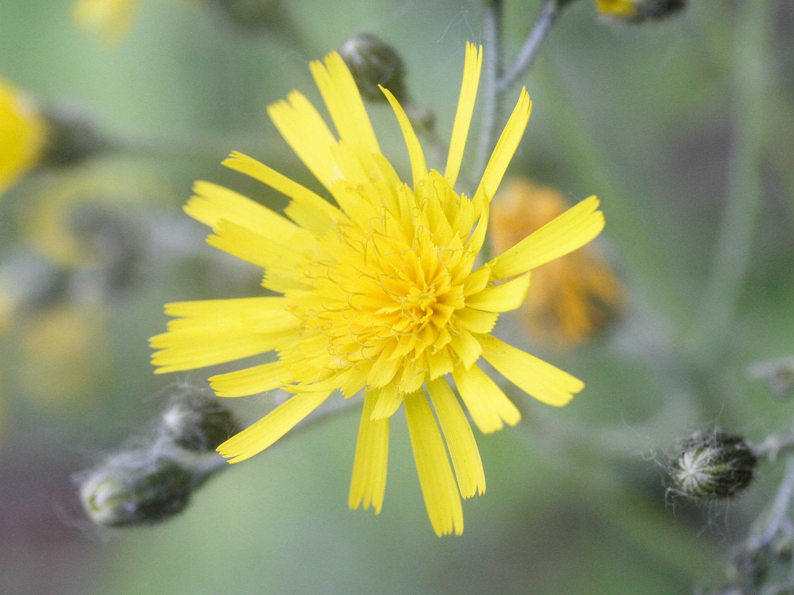 Afficher le média hieracium_lachenalii4md hieracium_lachenalii4md