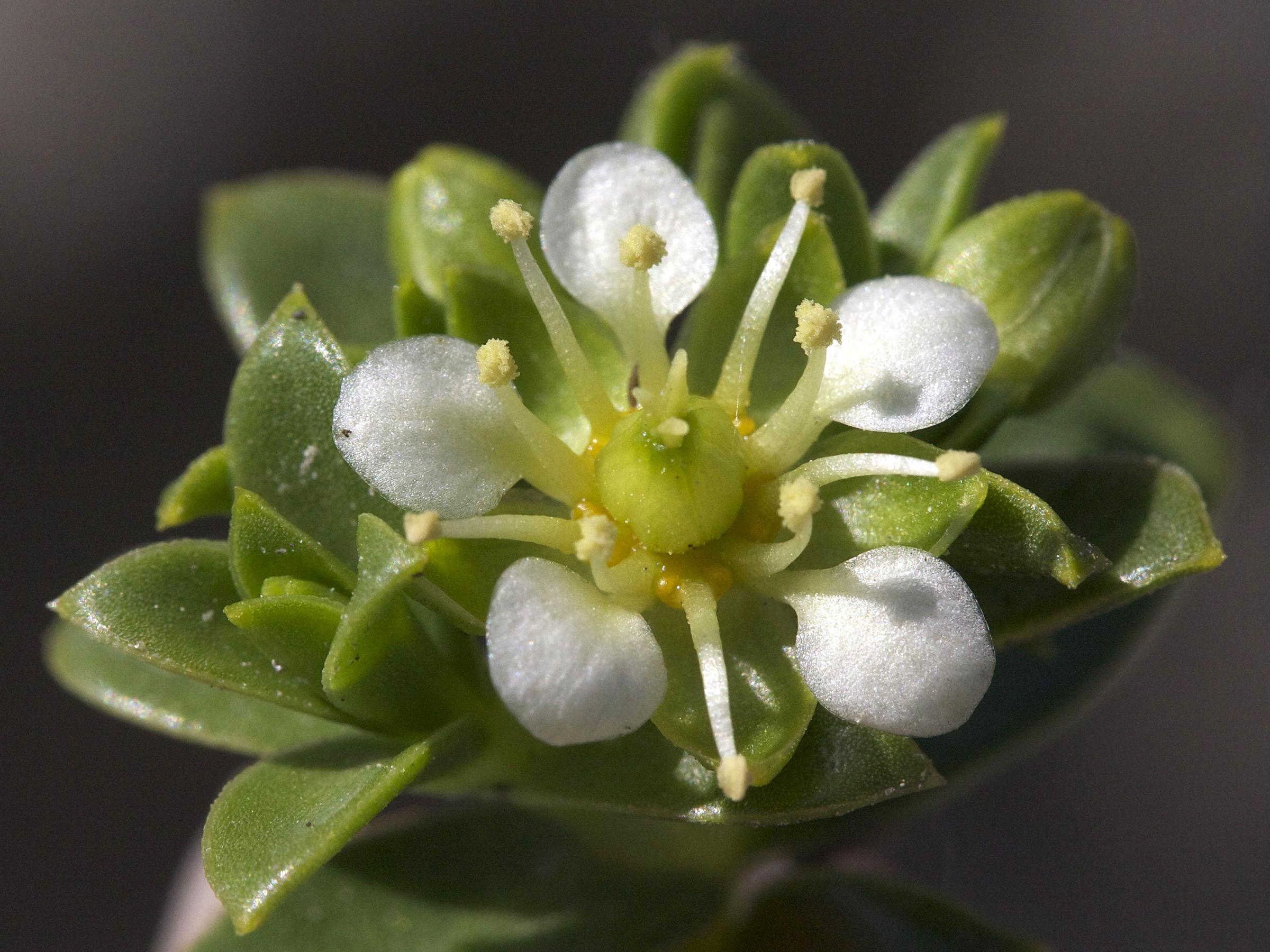 Afficher le média honckenya_peploides2bmd honckenya_peploides2bmd