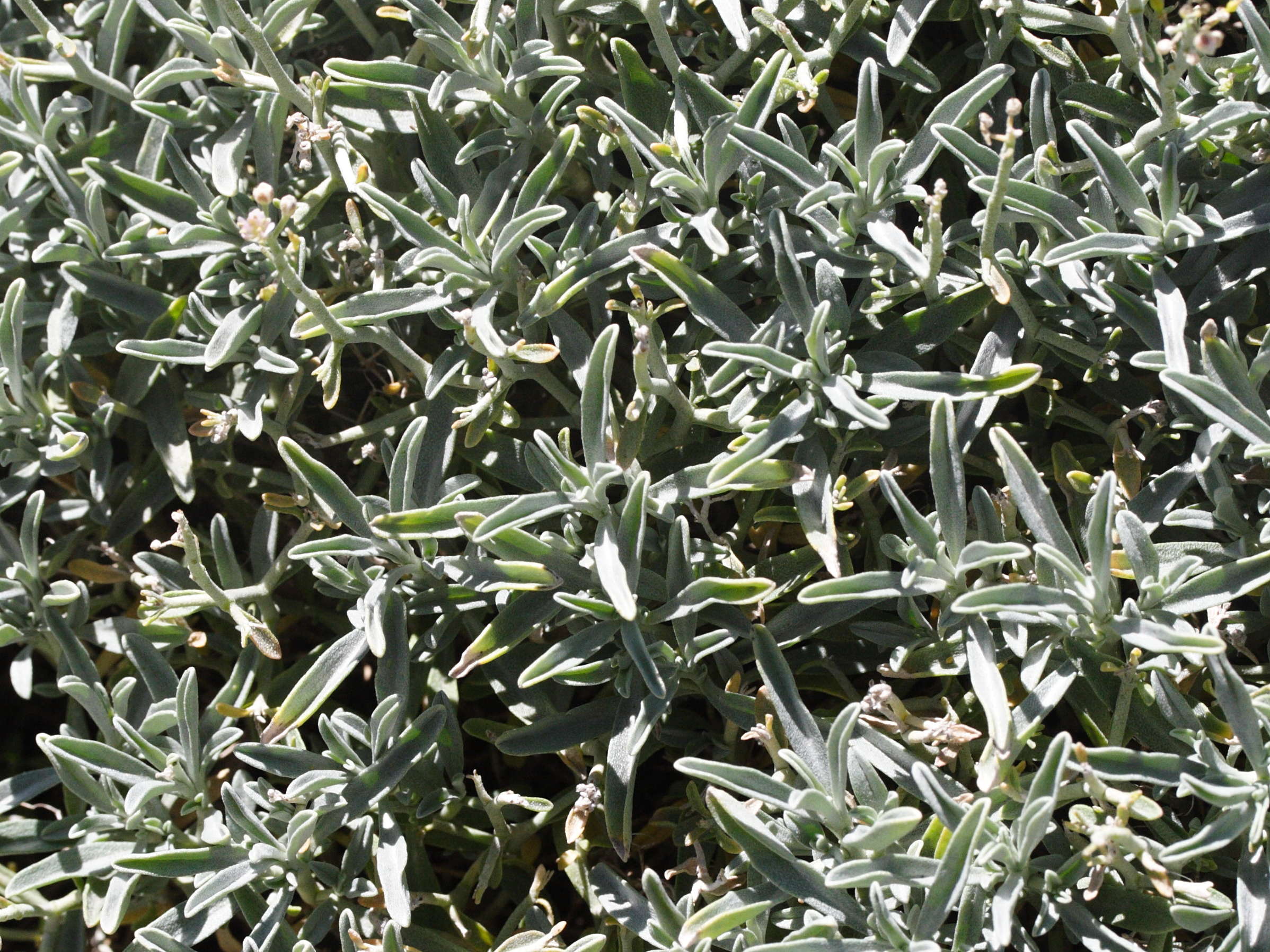 Afficher le média hormathophylla_spinosa2md hormathophylla_spinosa2md